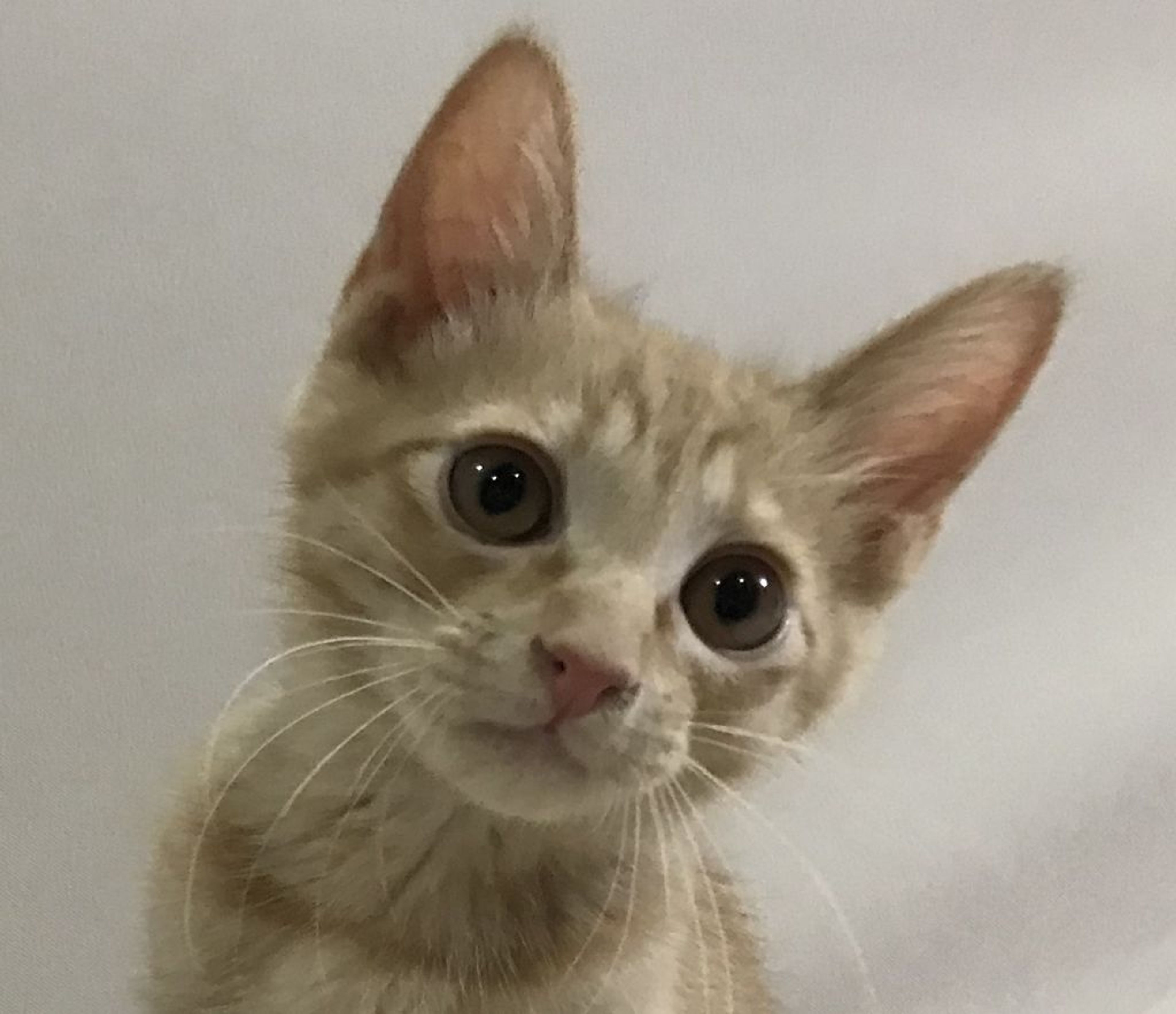 雑種（ミックス猫）・オスの里親募集の写真