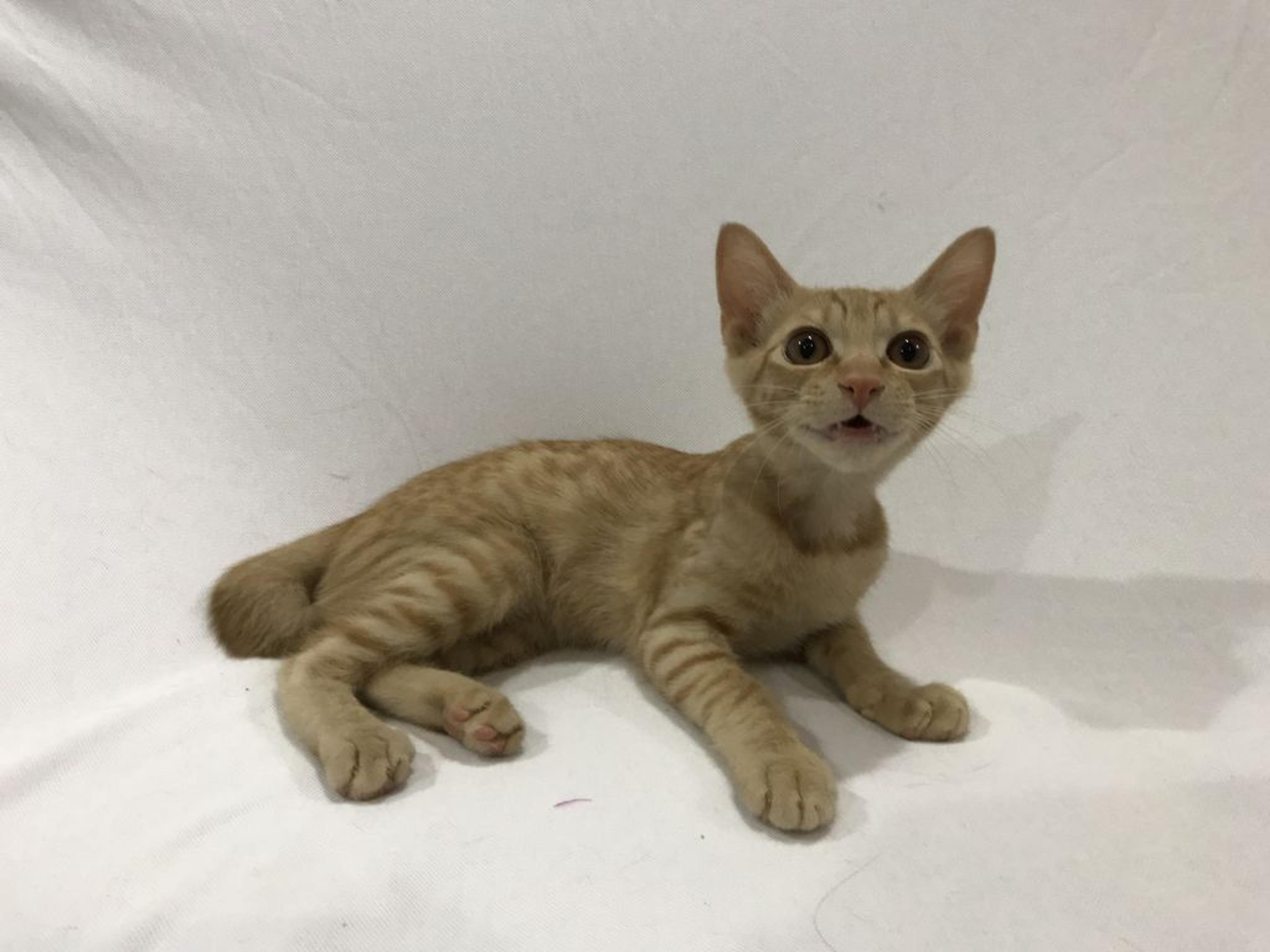 pet-image-2