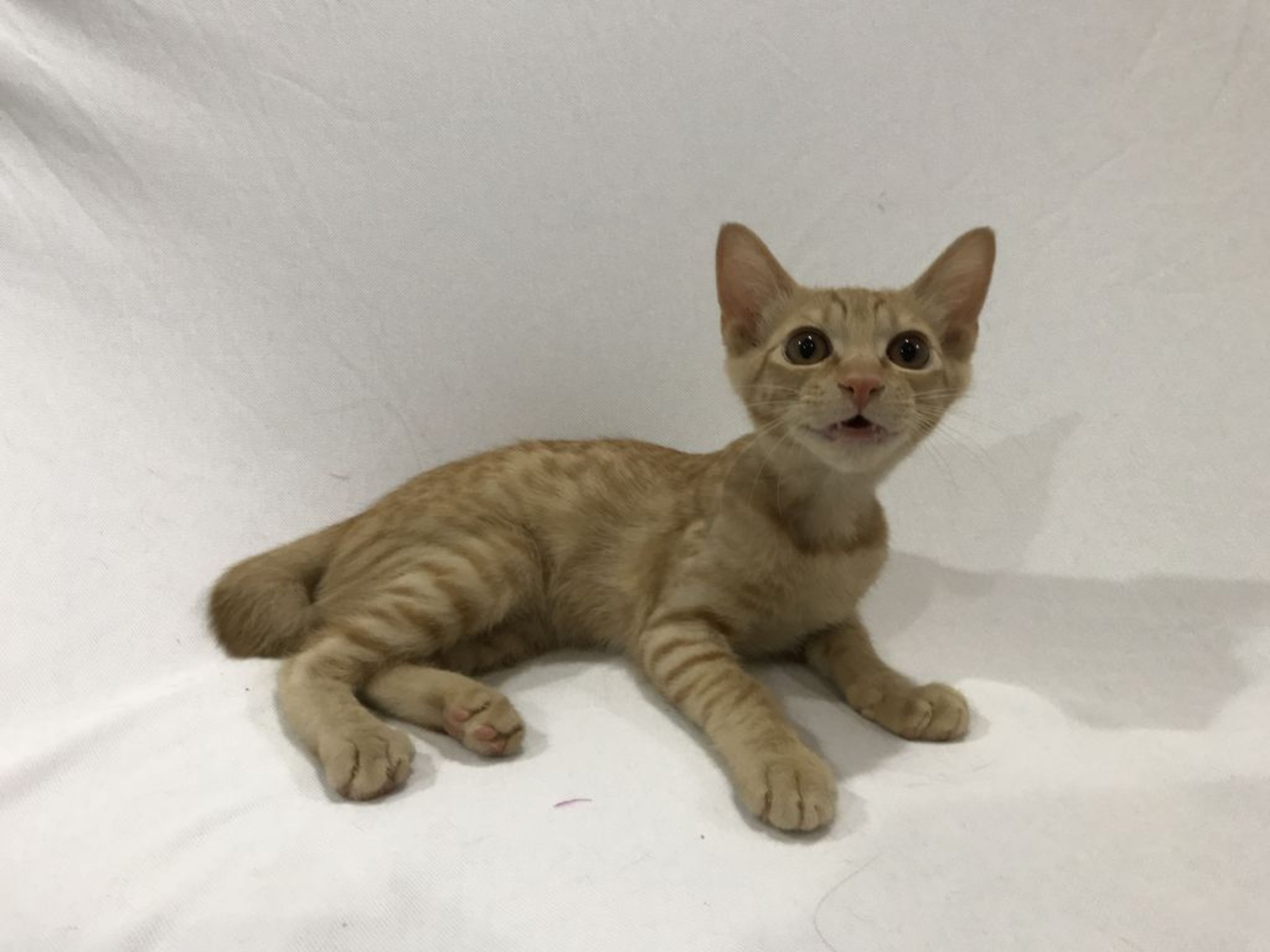 雑種（ミックス猫）・オスの里親募集の写真