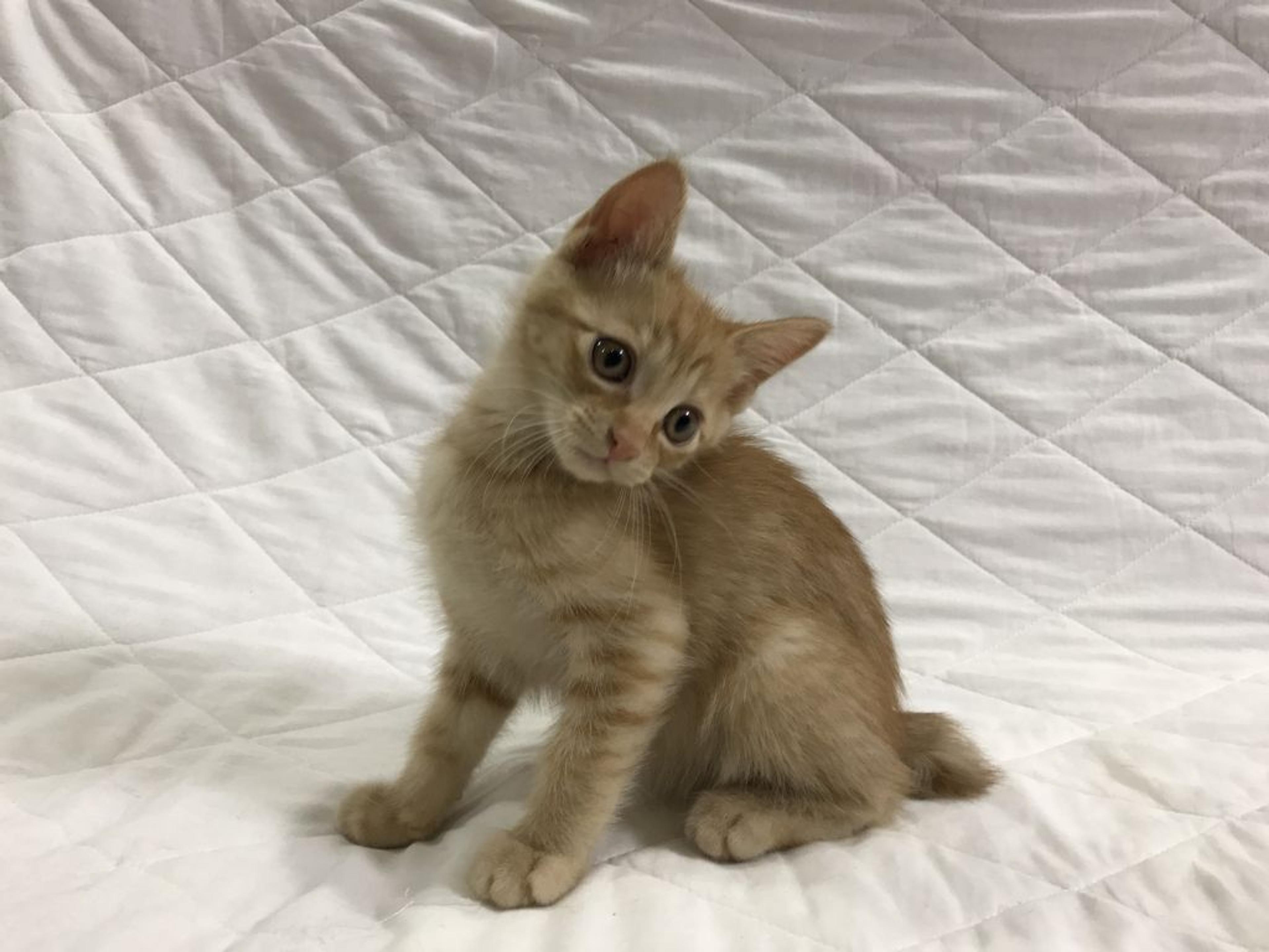 pet-image-3