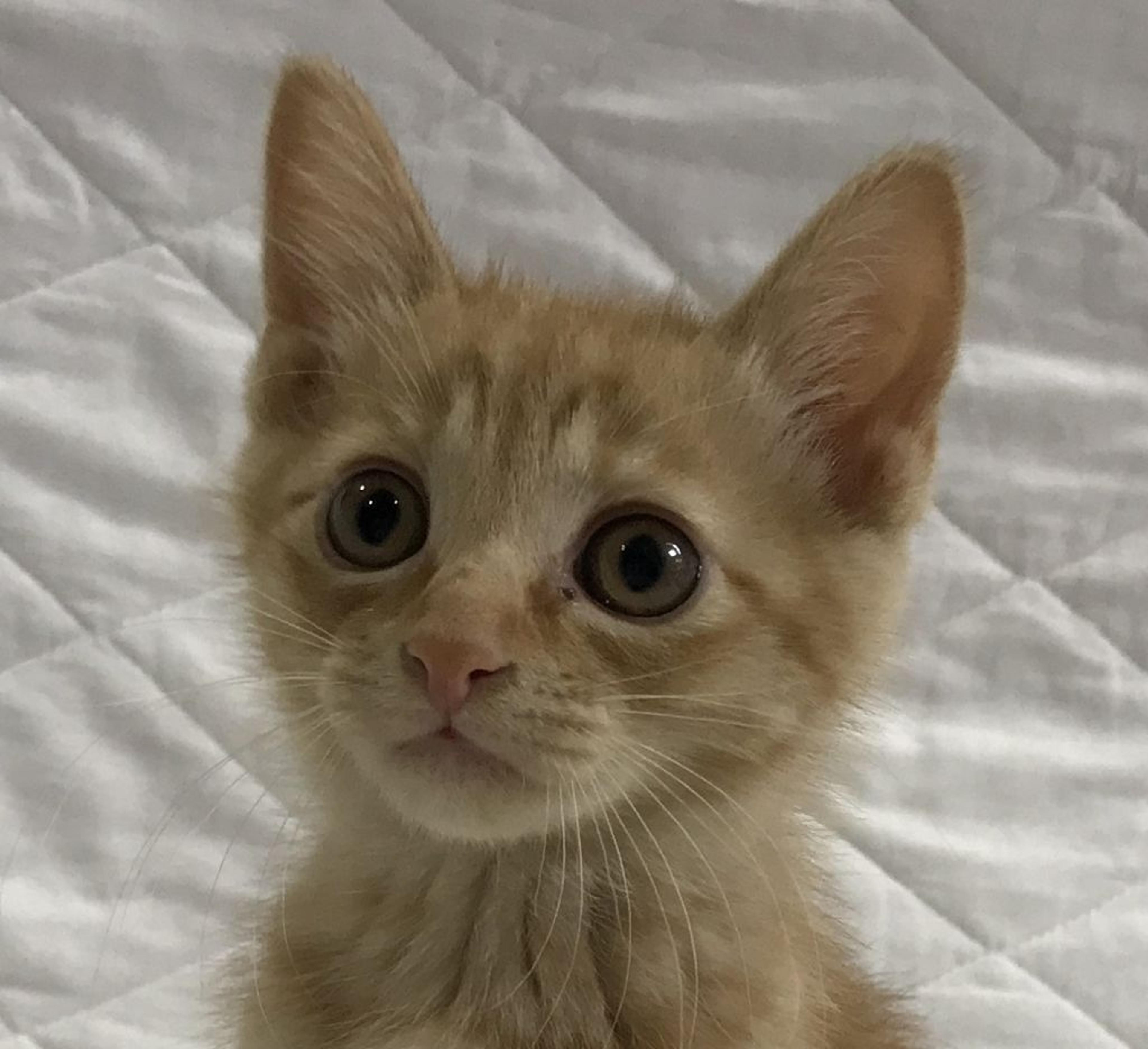 pet-image-4