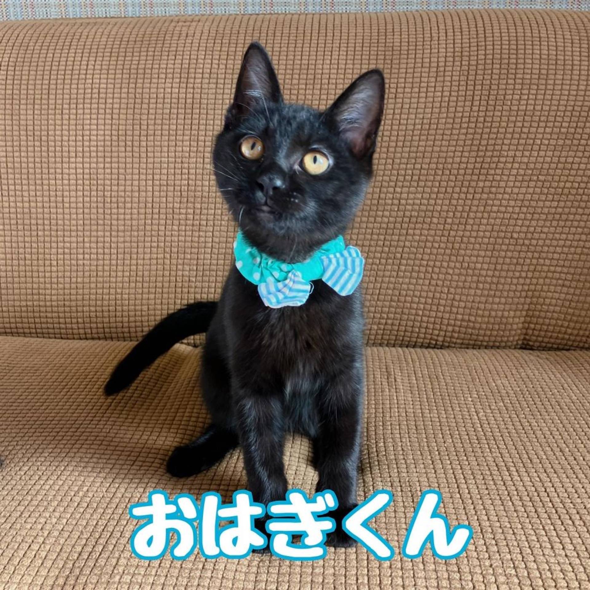 雑種（ミックス猫）・オスの里親募集の写真
