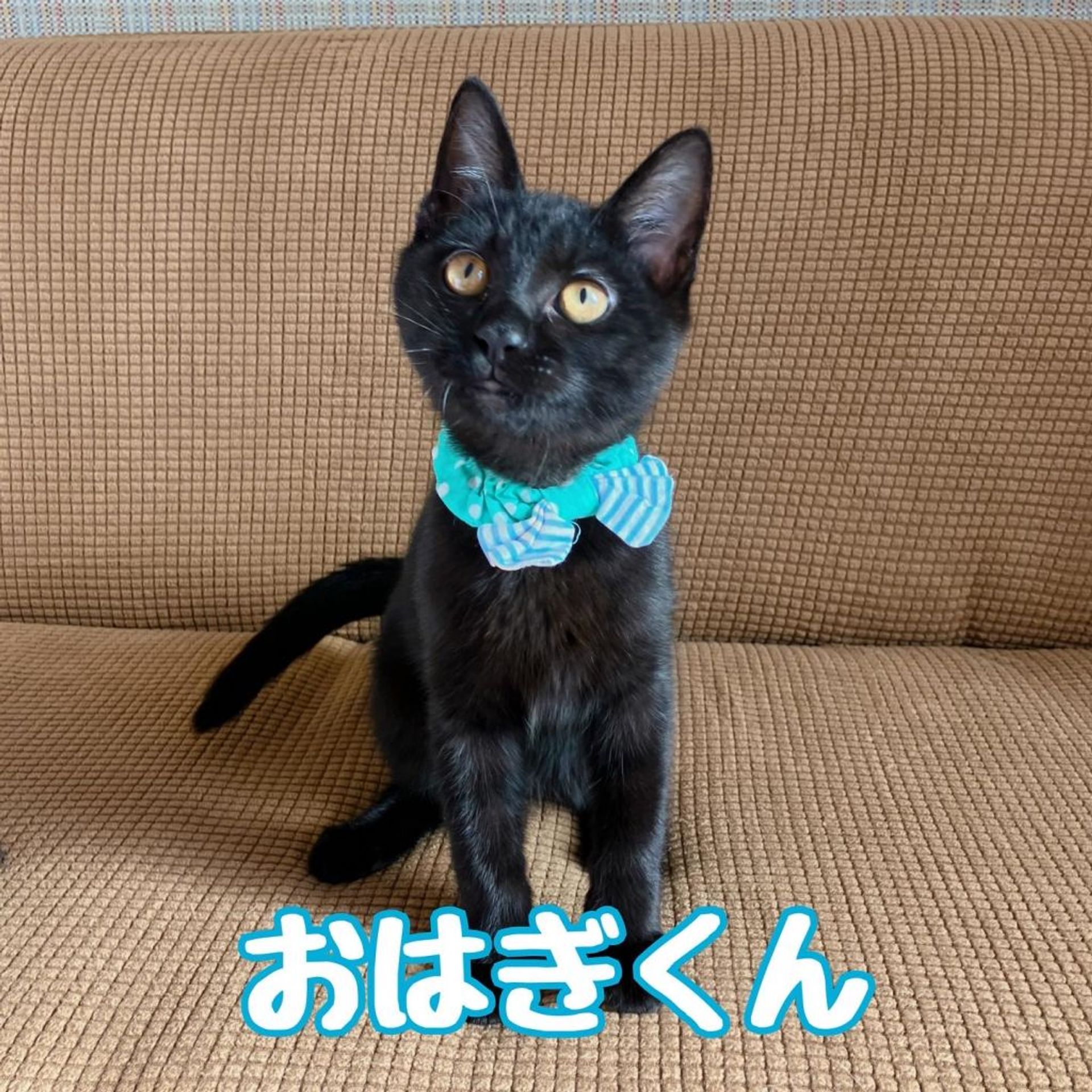 雑種（ミックス猫）・オスの里親募集の写真