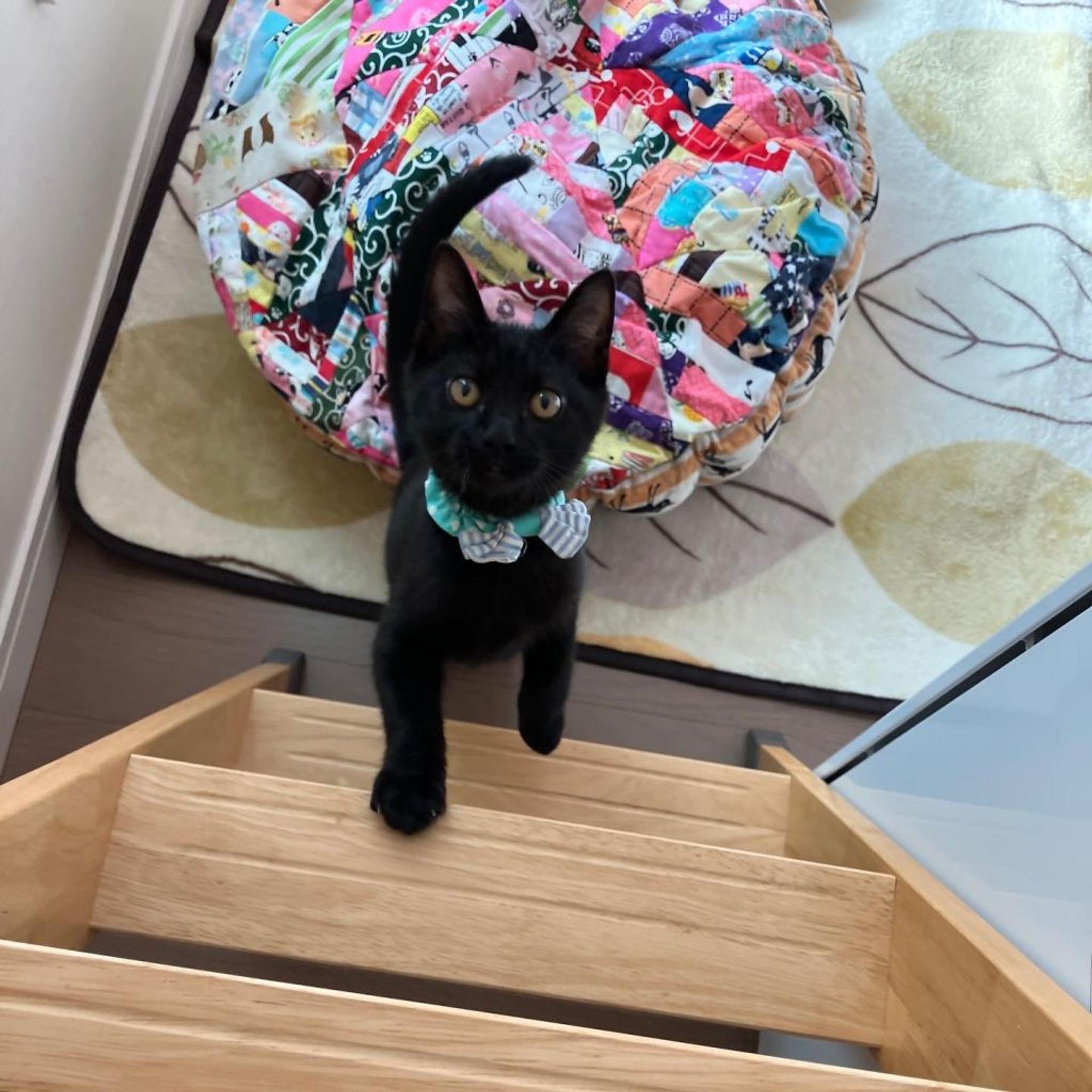 pet-image-3