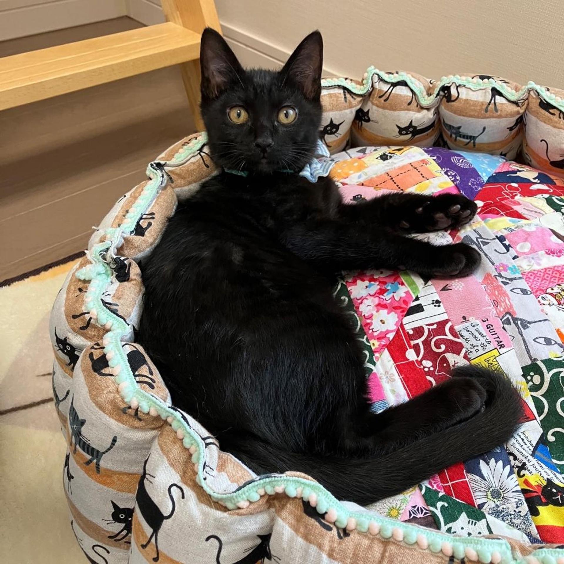 pet-image-5