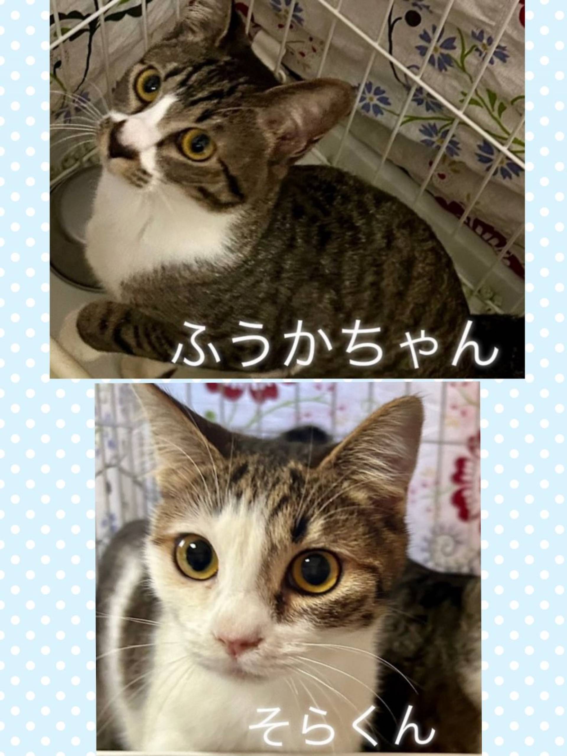 日本猫・メスの里親募集の写真