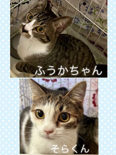 ふうか、そらの写真