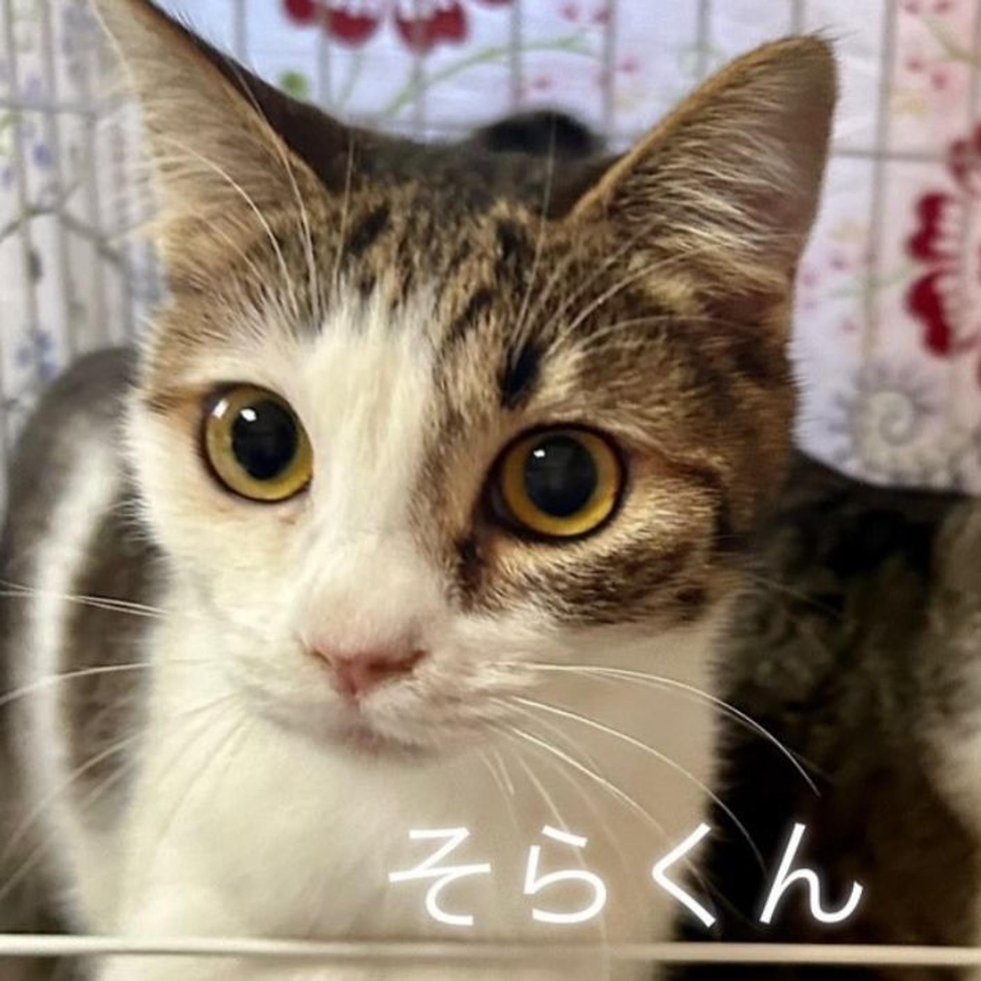 pet-image-2