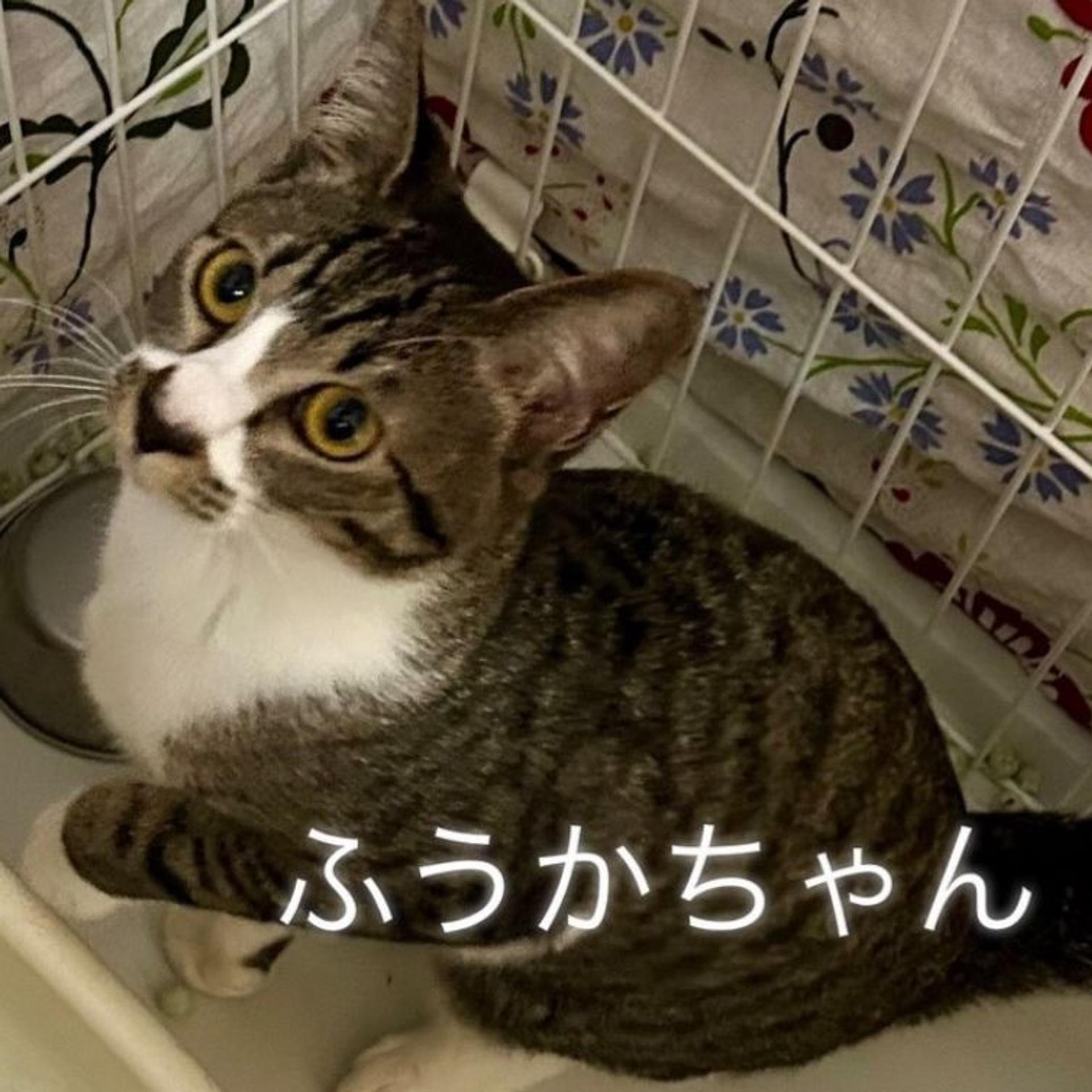 pet-image-3