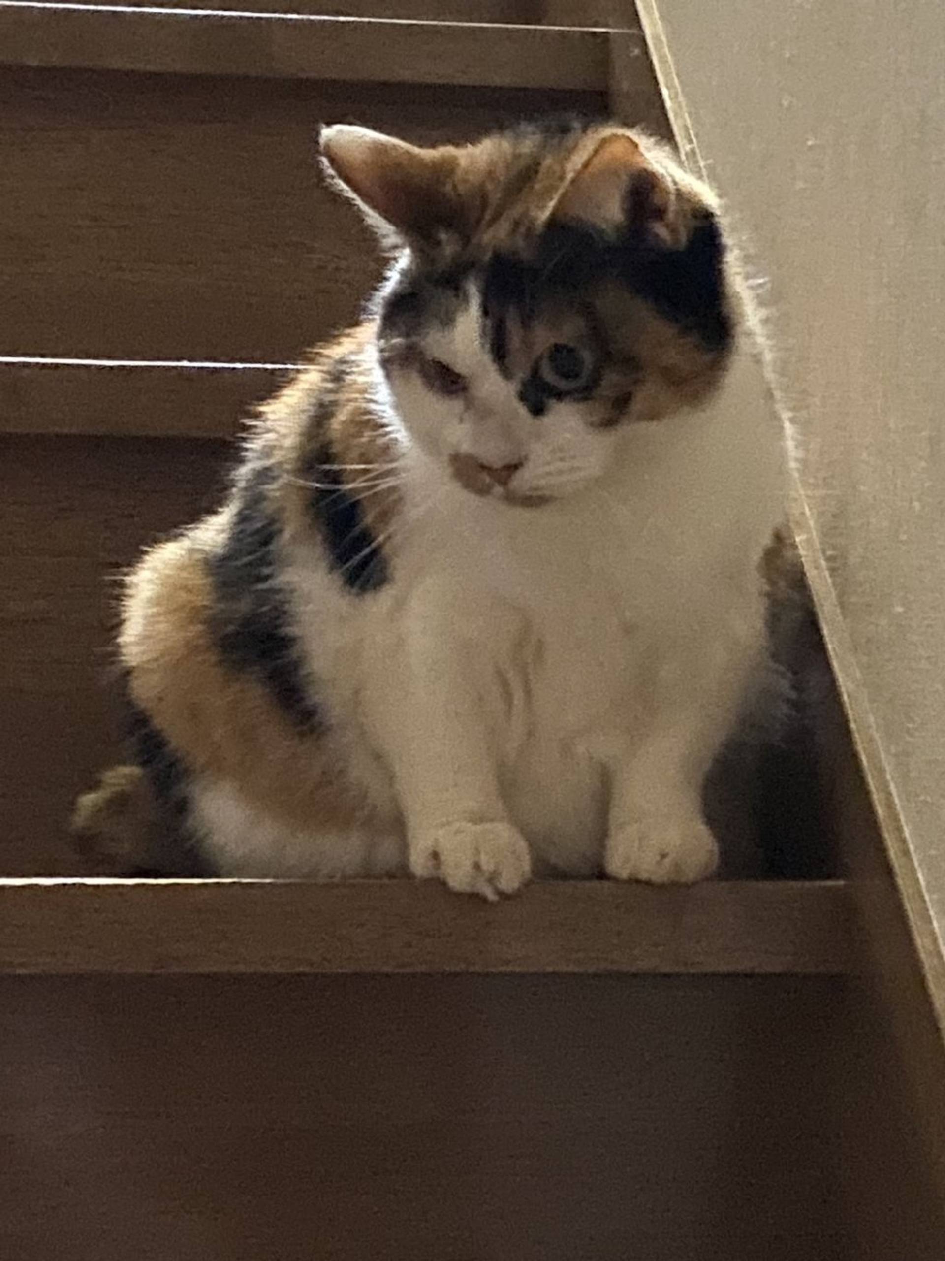 雑種（ミックス猫）・メスの里親募集の写真