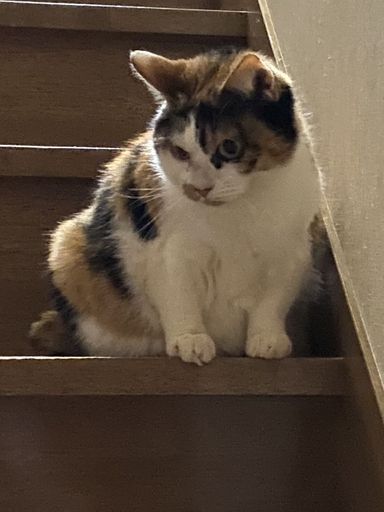茶々の写真