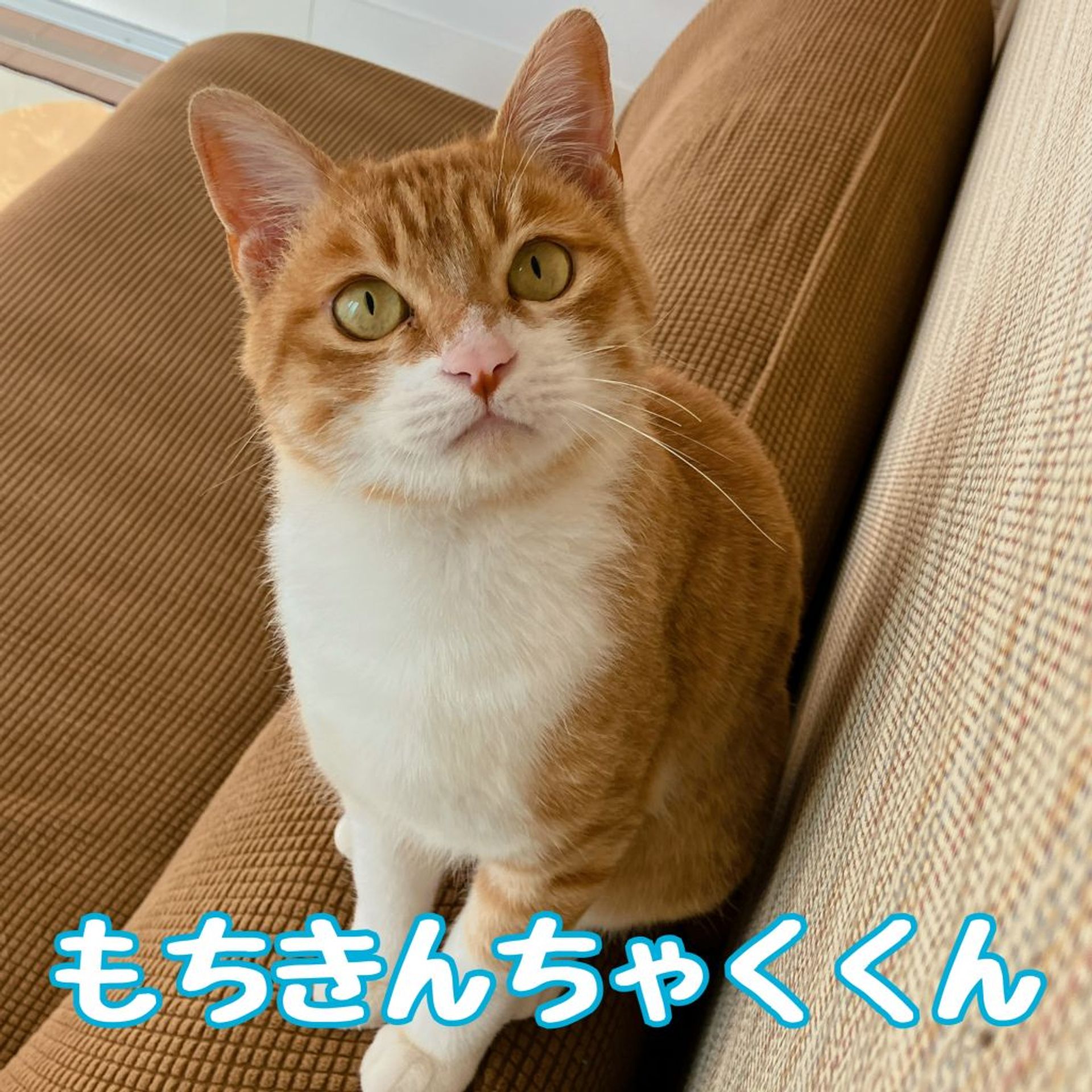 雑種（ミックス猫）・オスの里親募集の写真