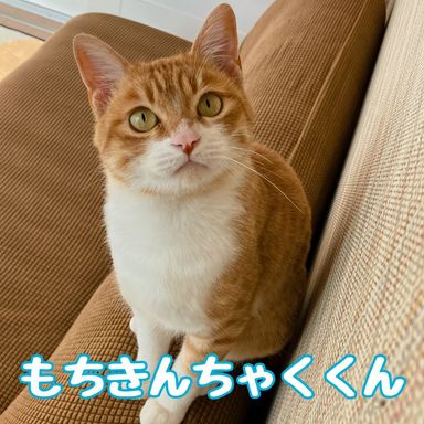 もちきんちゃくの写真