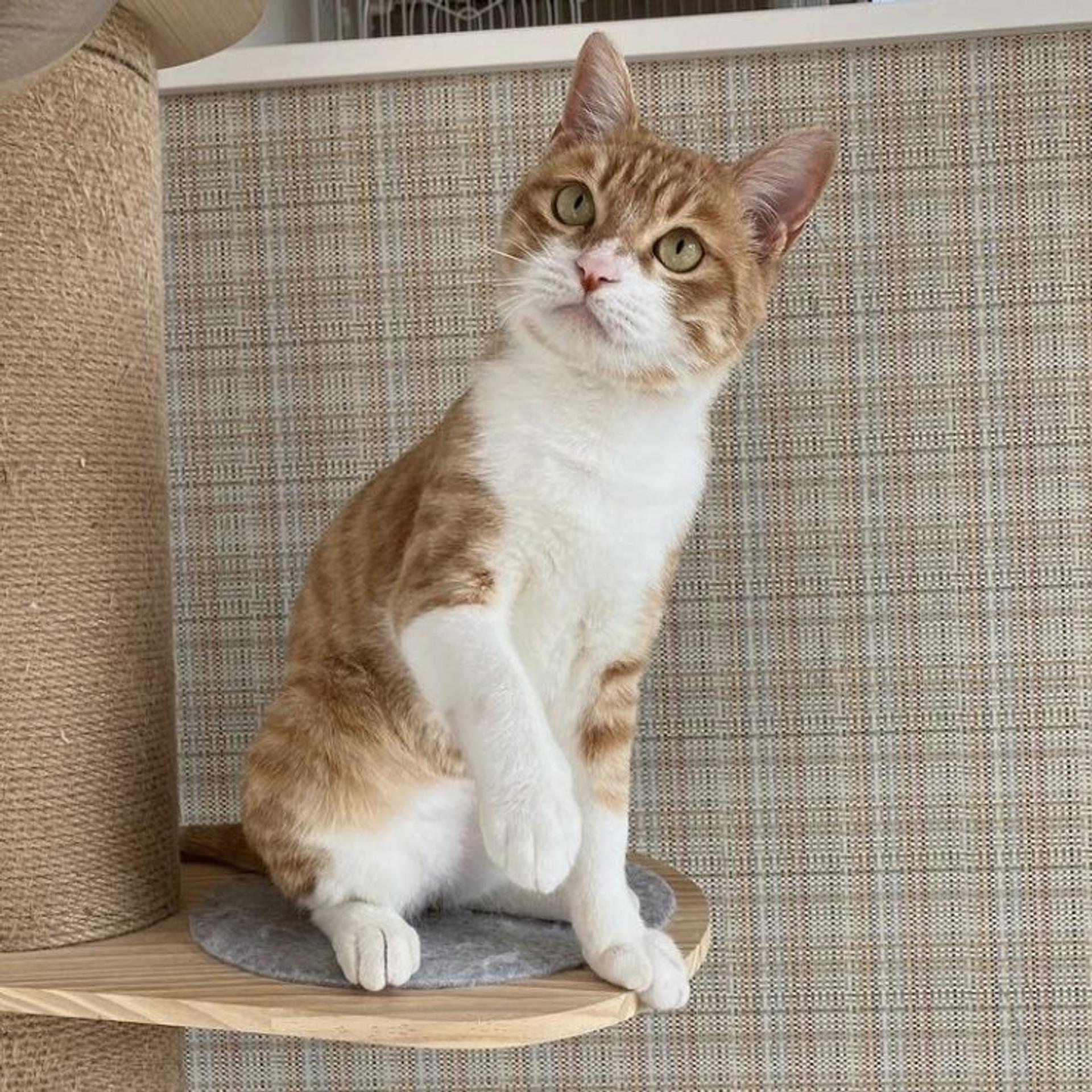 pet-image-2