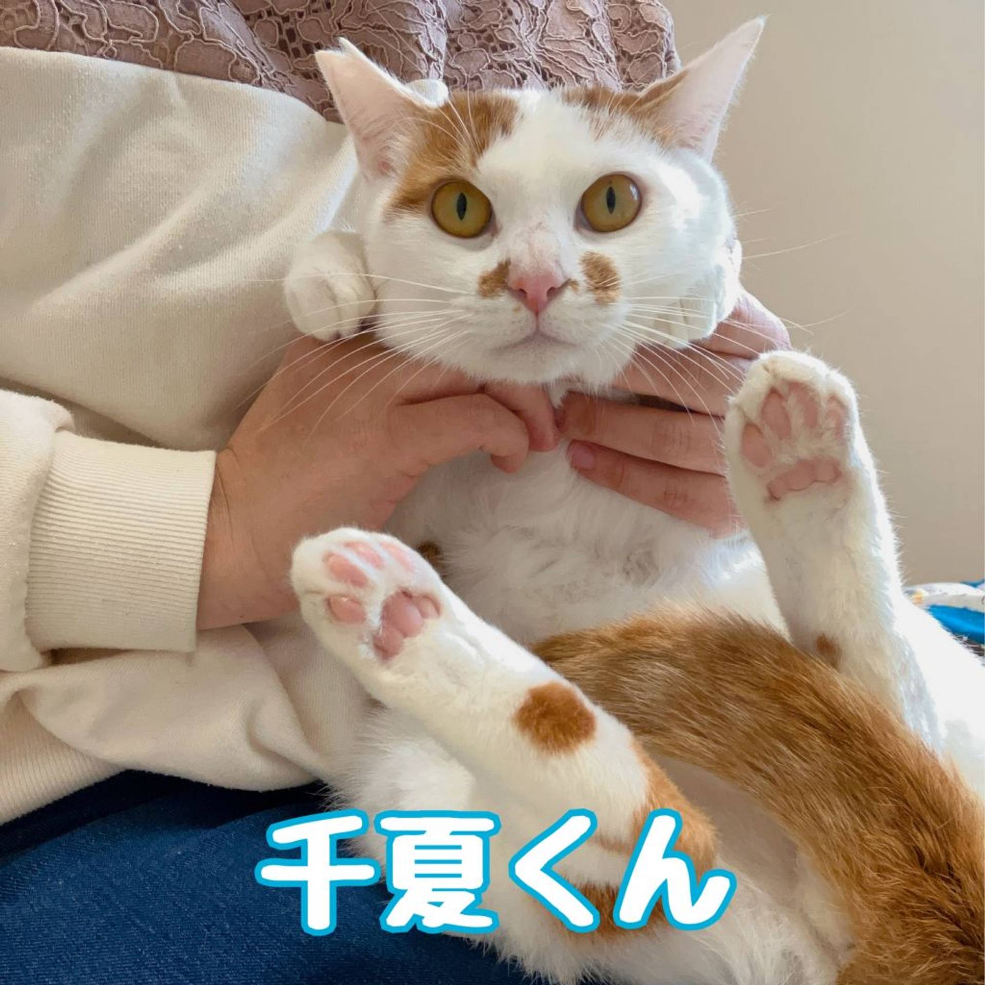 雑種（ミックス猫）・オスの里親募集の写真