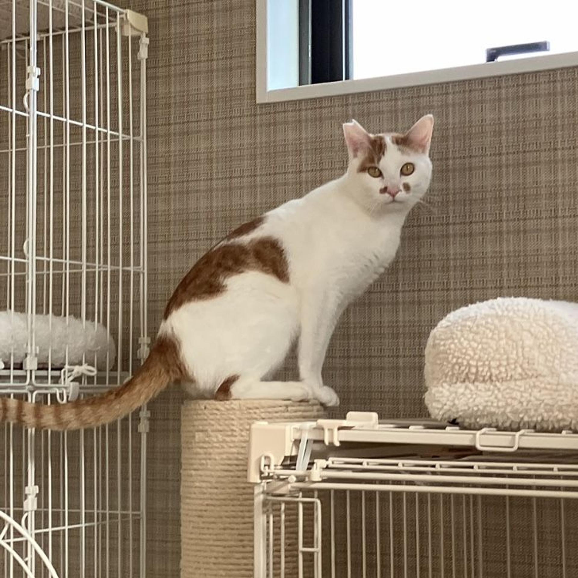 pet-image-4