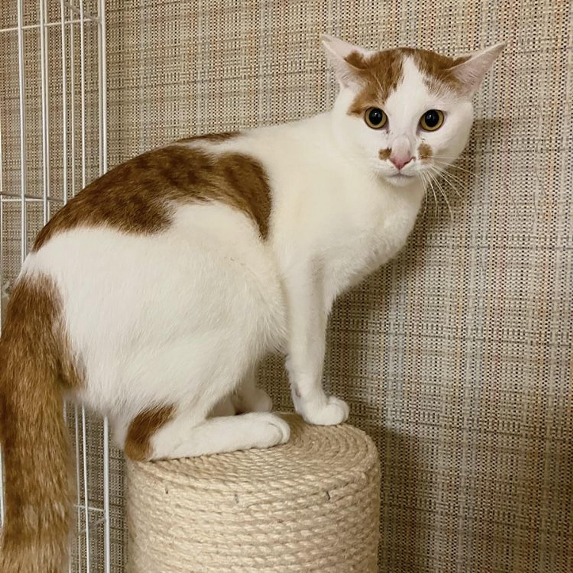 pet-image-5