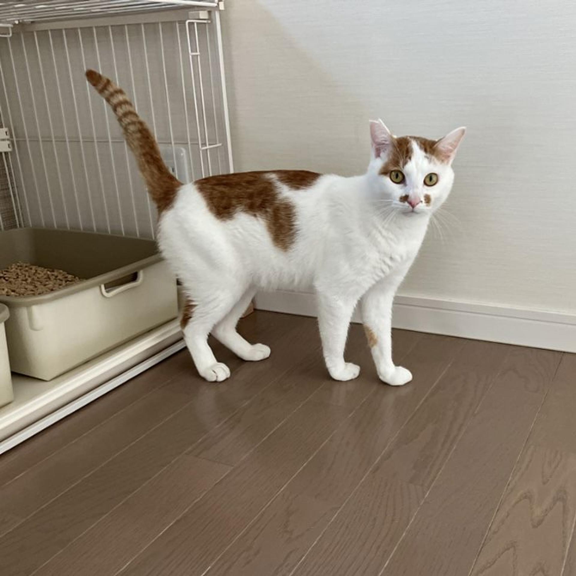 pet-image-7