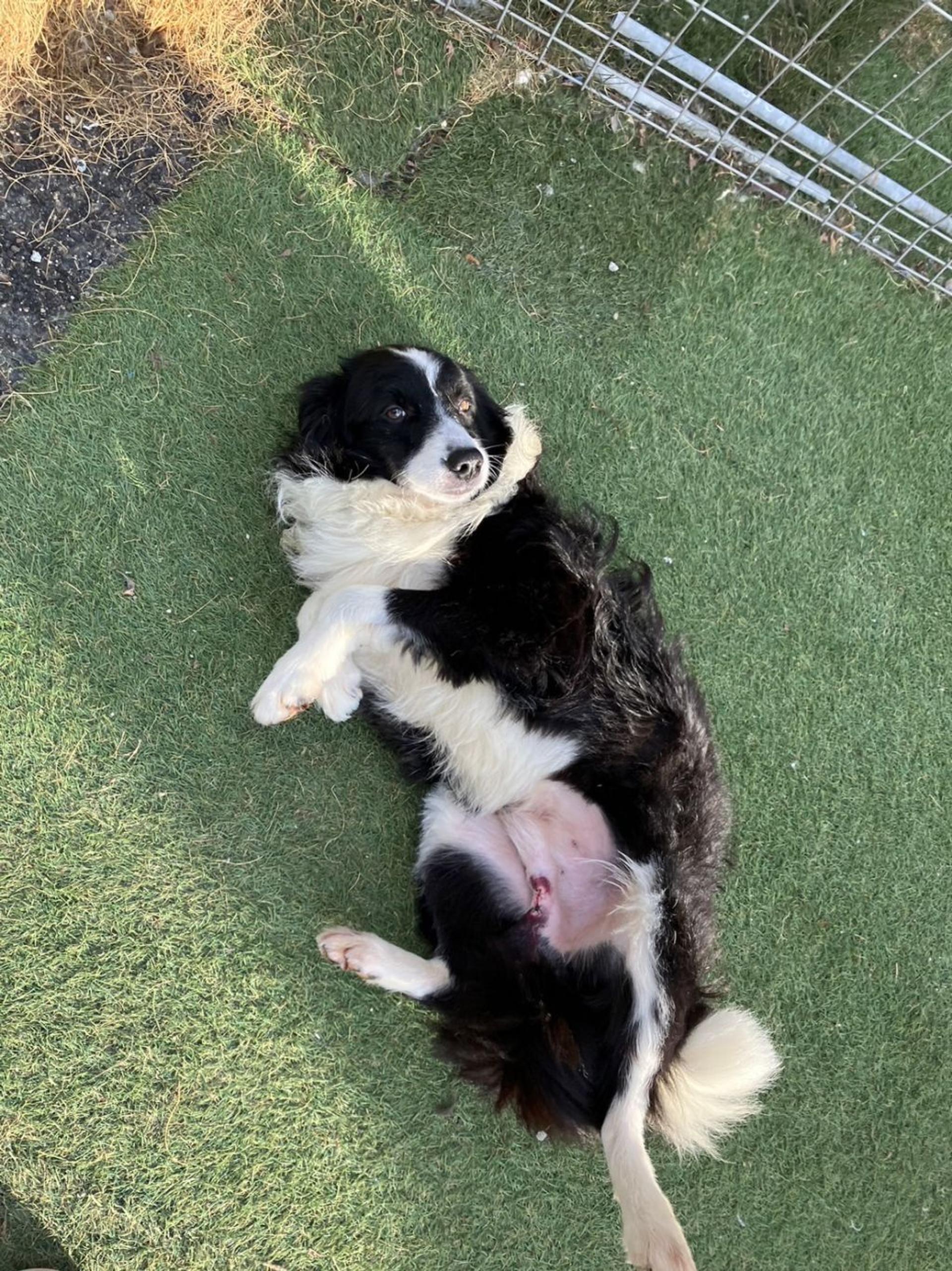 pet-image-4