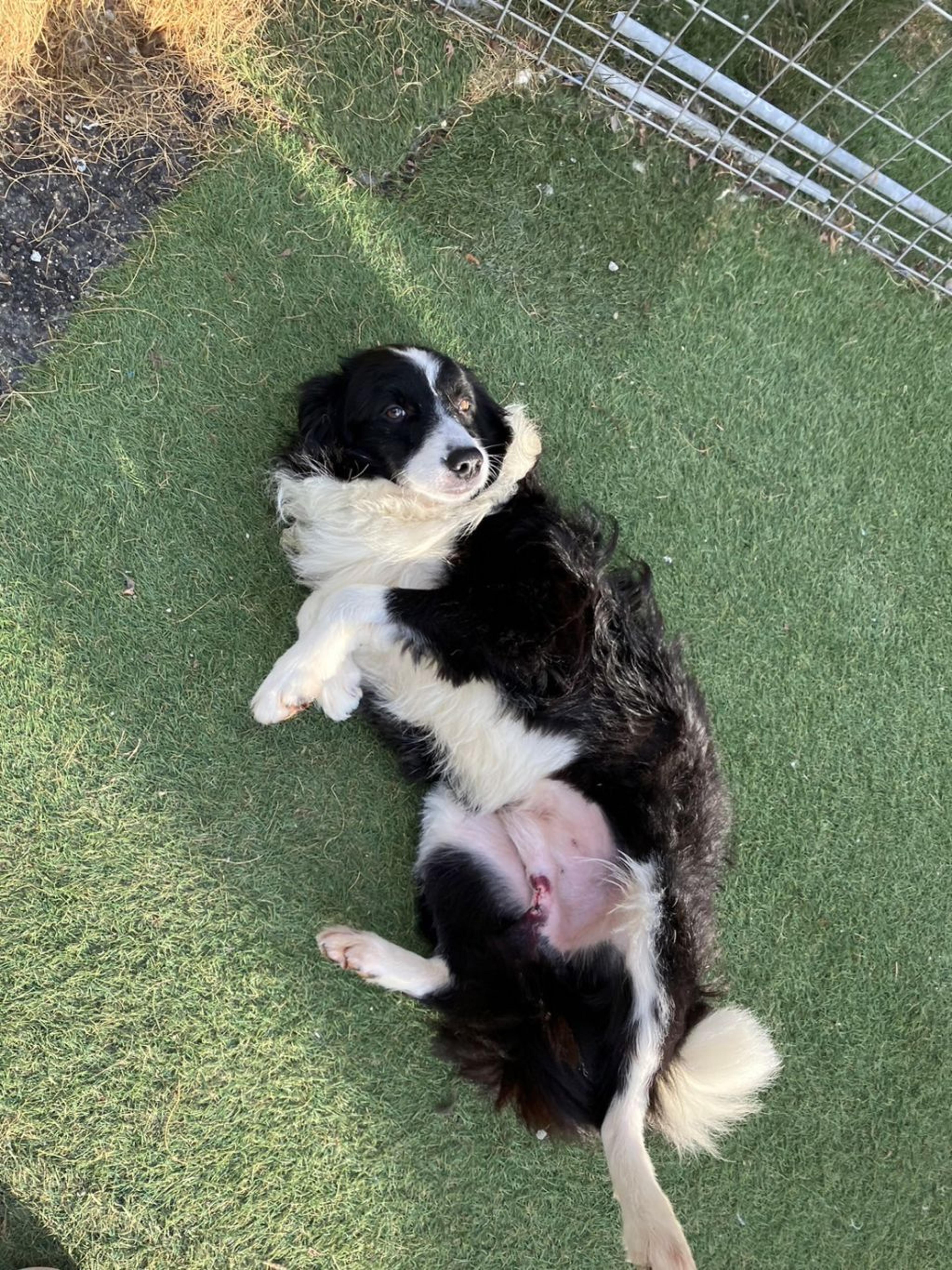 pet-image-4