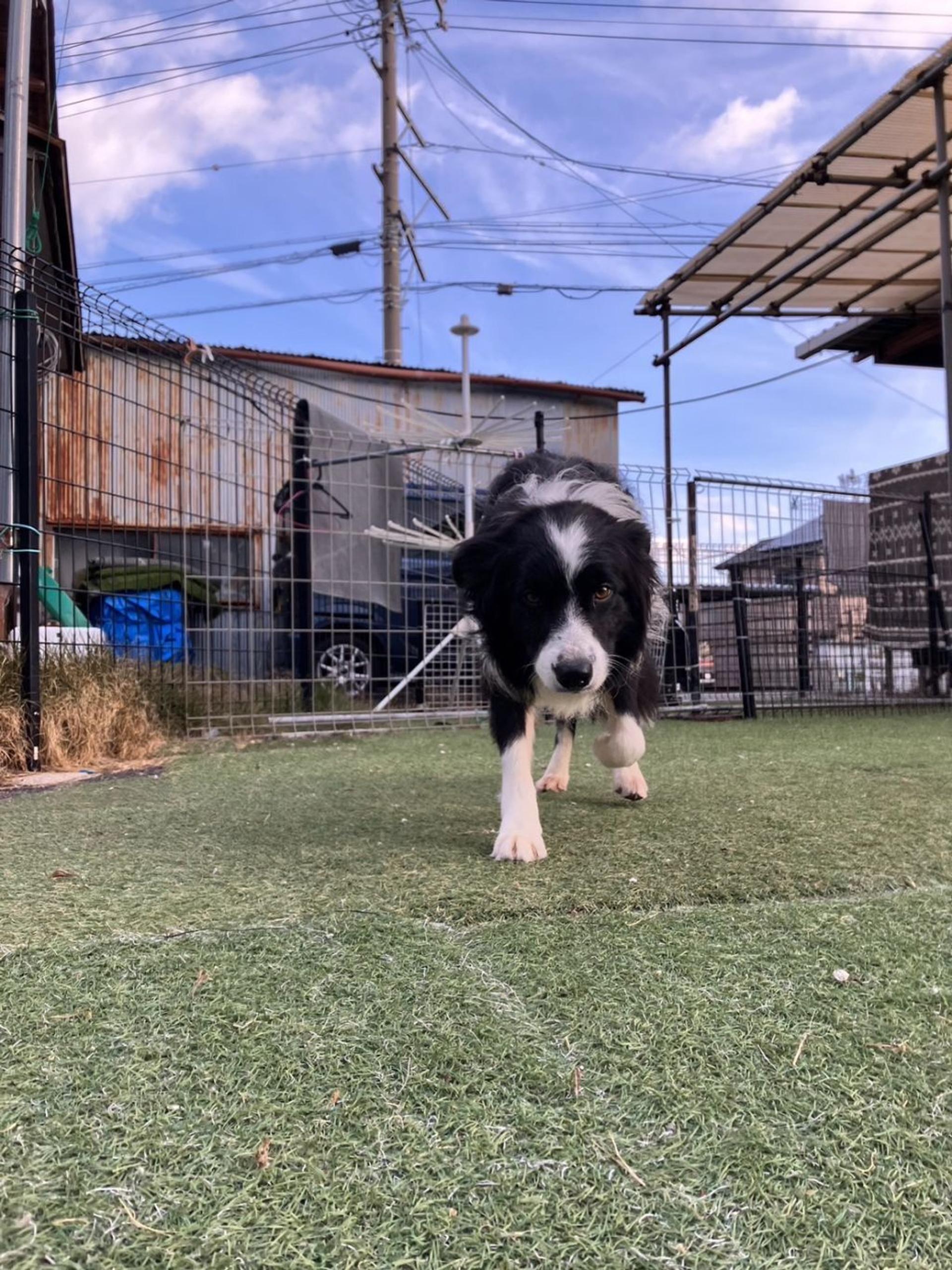 pet-image-5