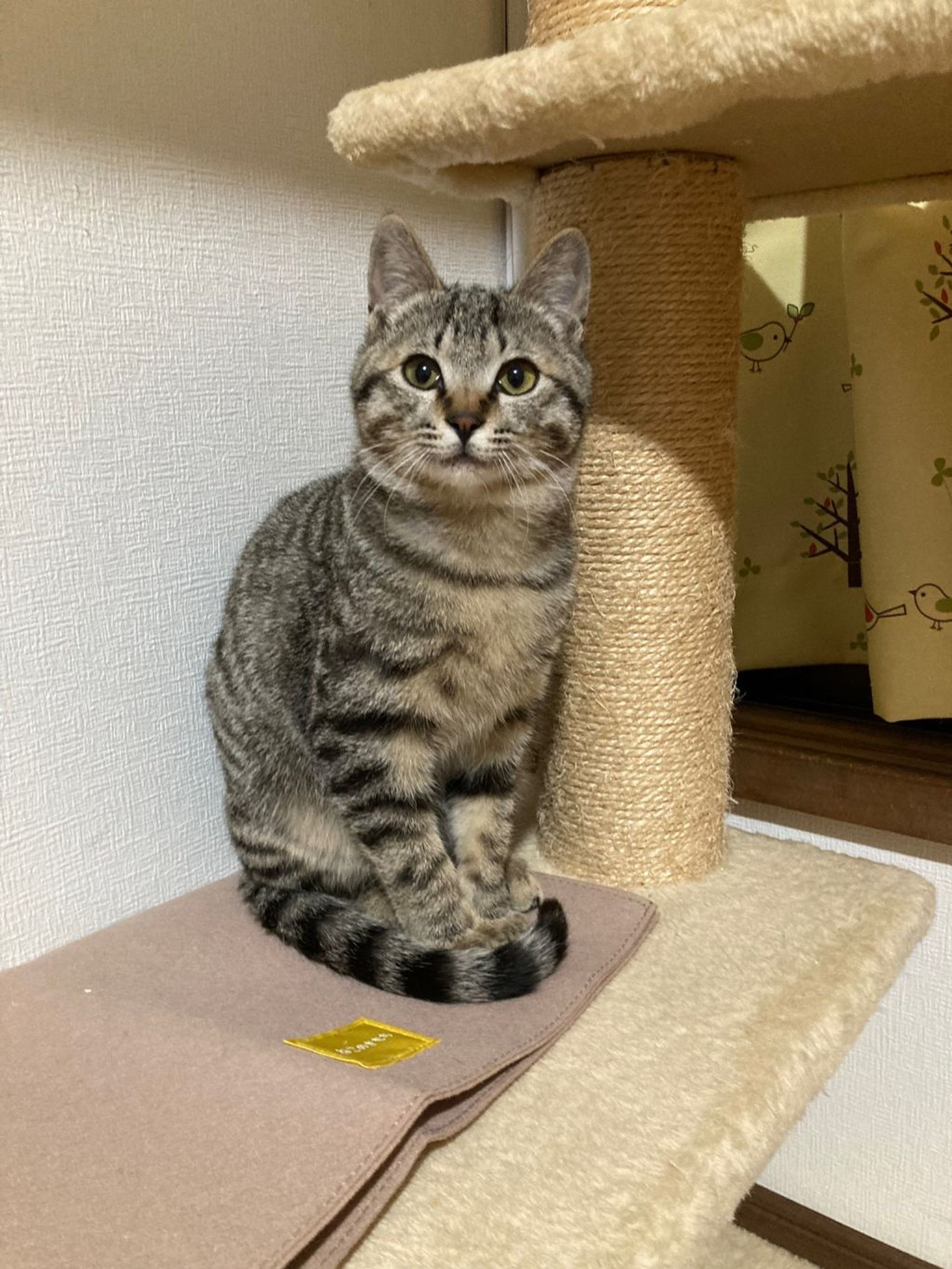 雑種（ミックス猫）・オスの里親募集の写真
