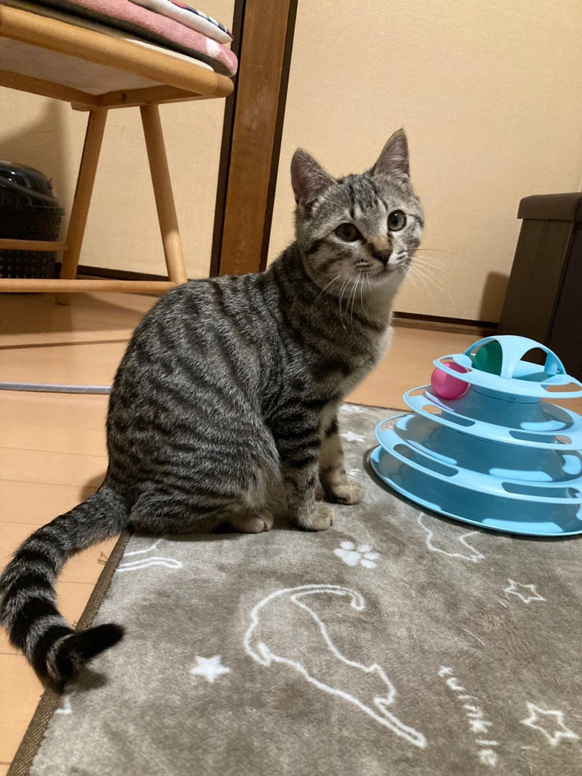 pet-image-3