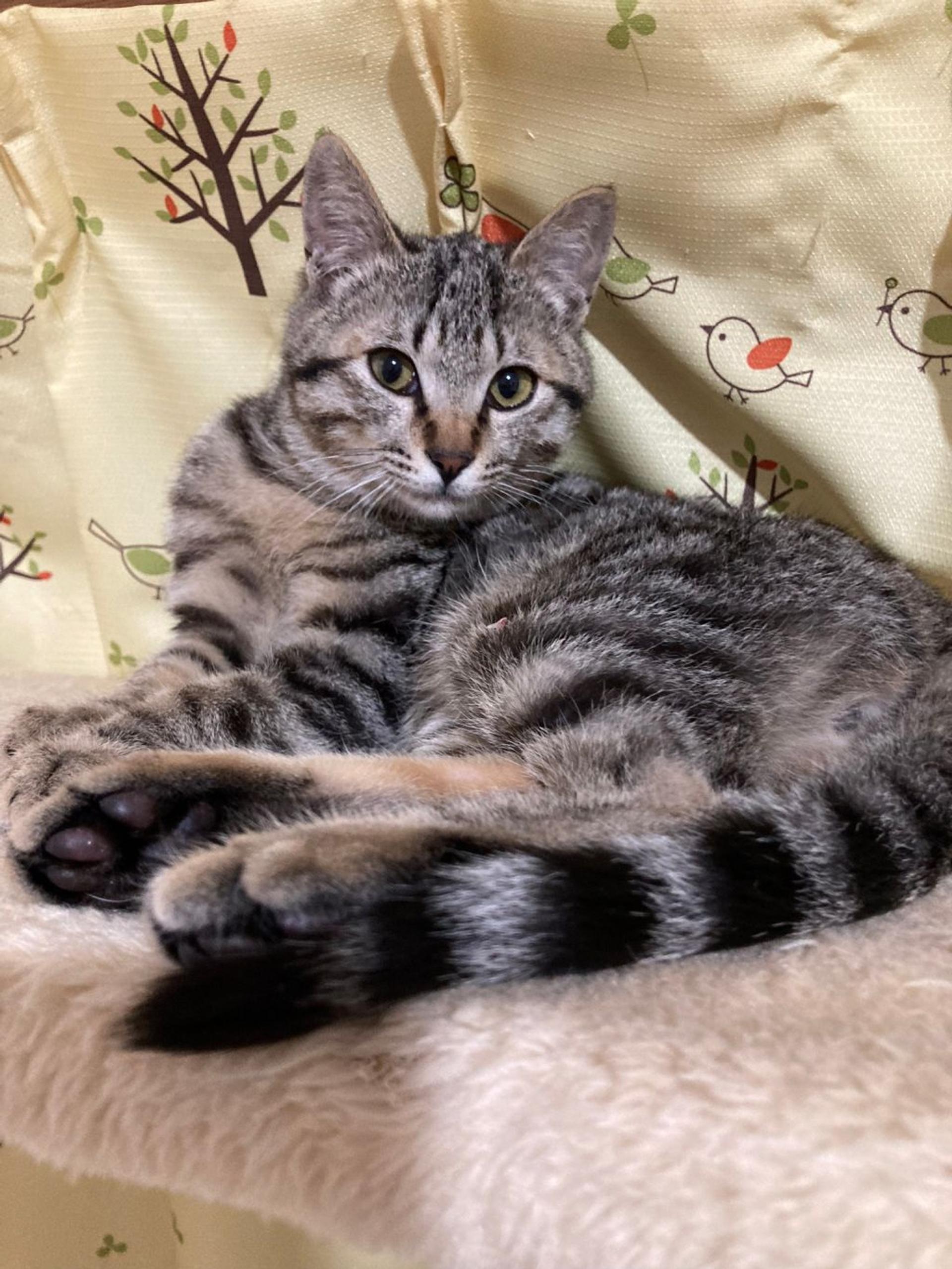pet-image-4