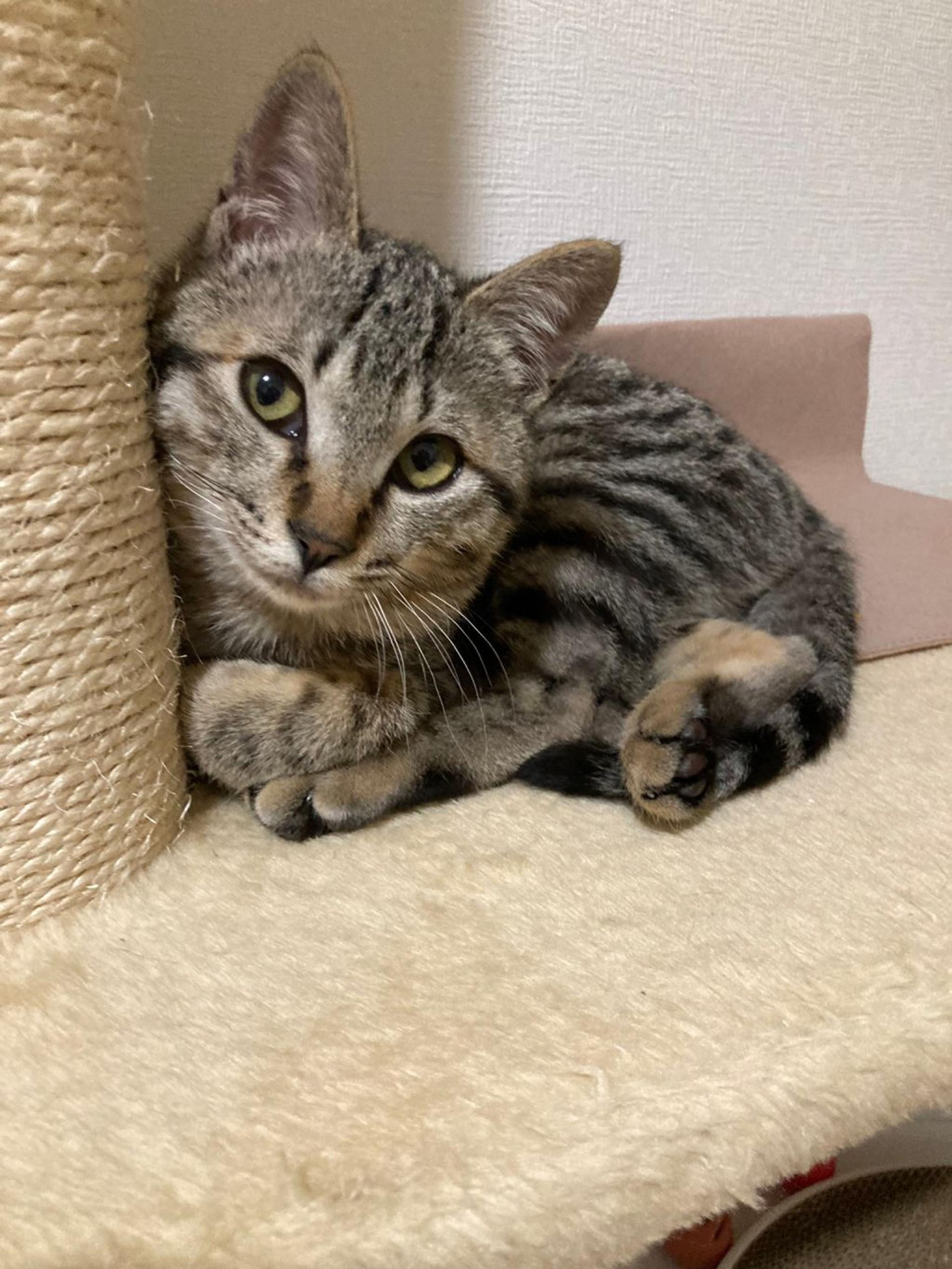 pet-image-5