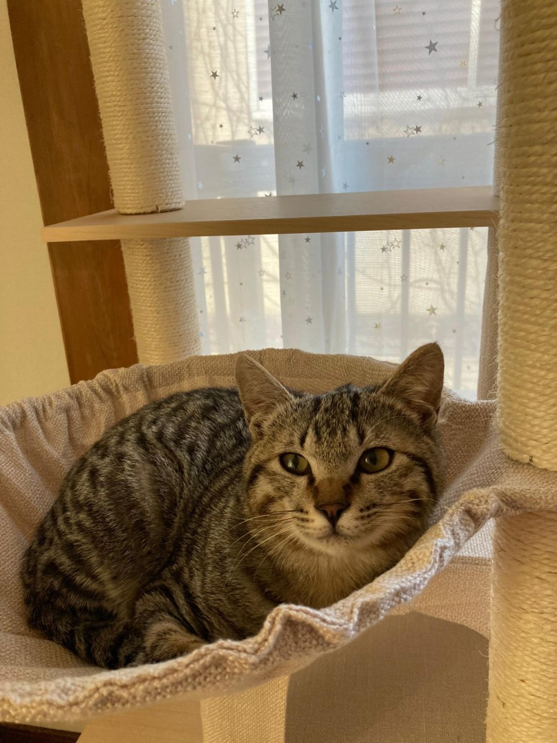 pet-image-8