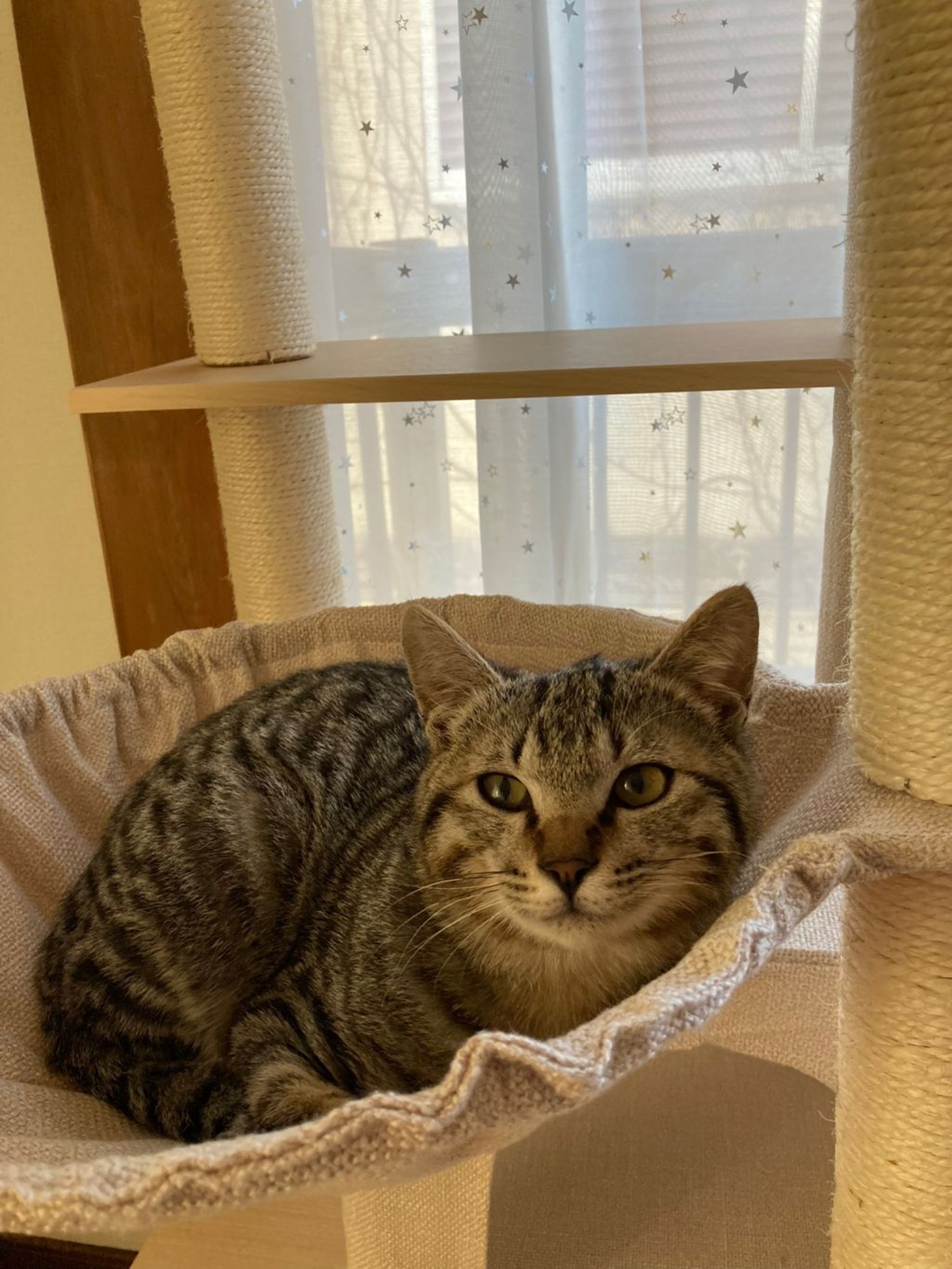 pet-image-8