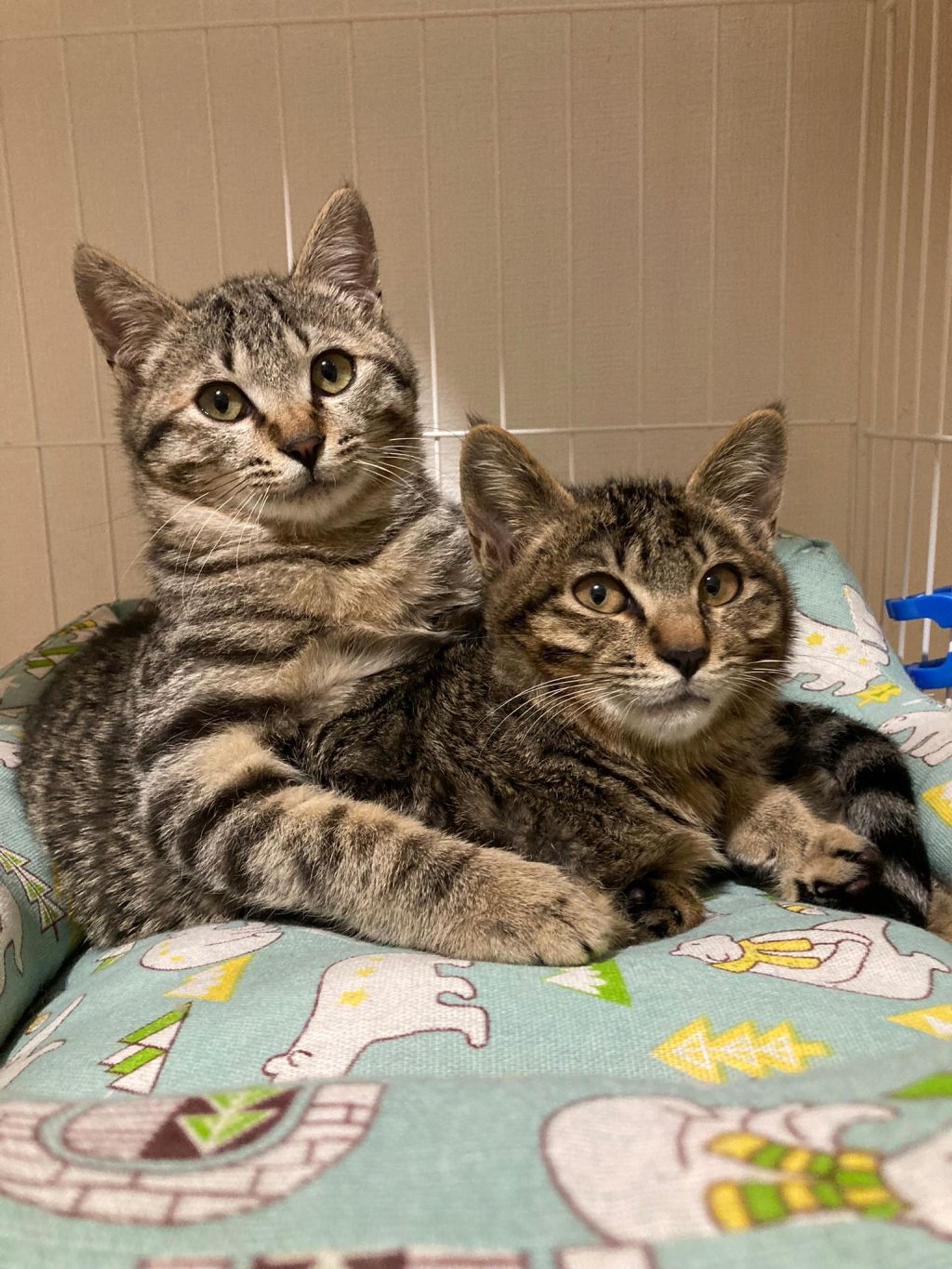 pet-image-9