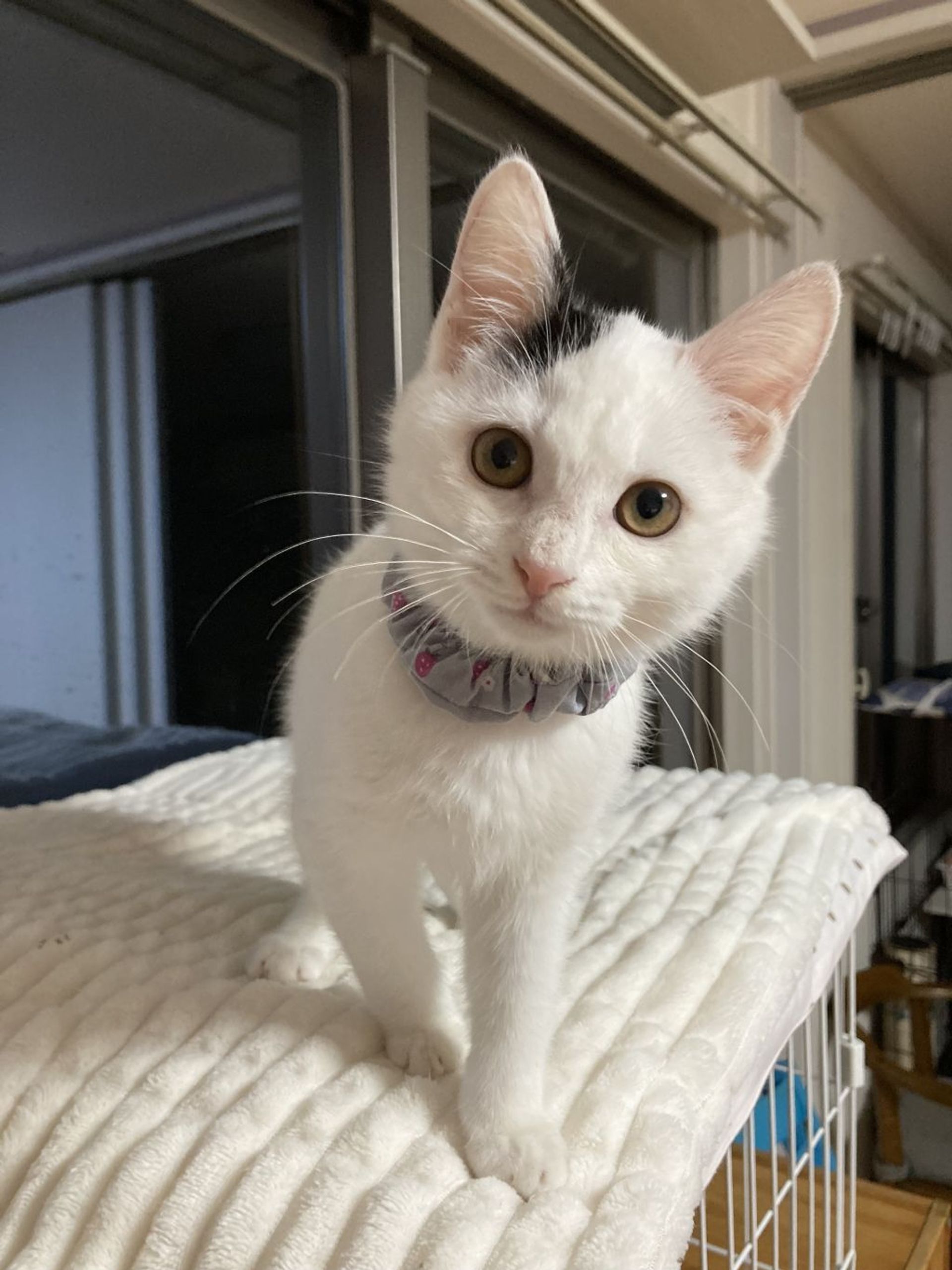 雑種（ミックス猫）・オスの里親募集の写真