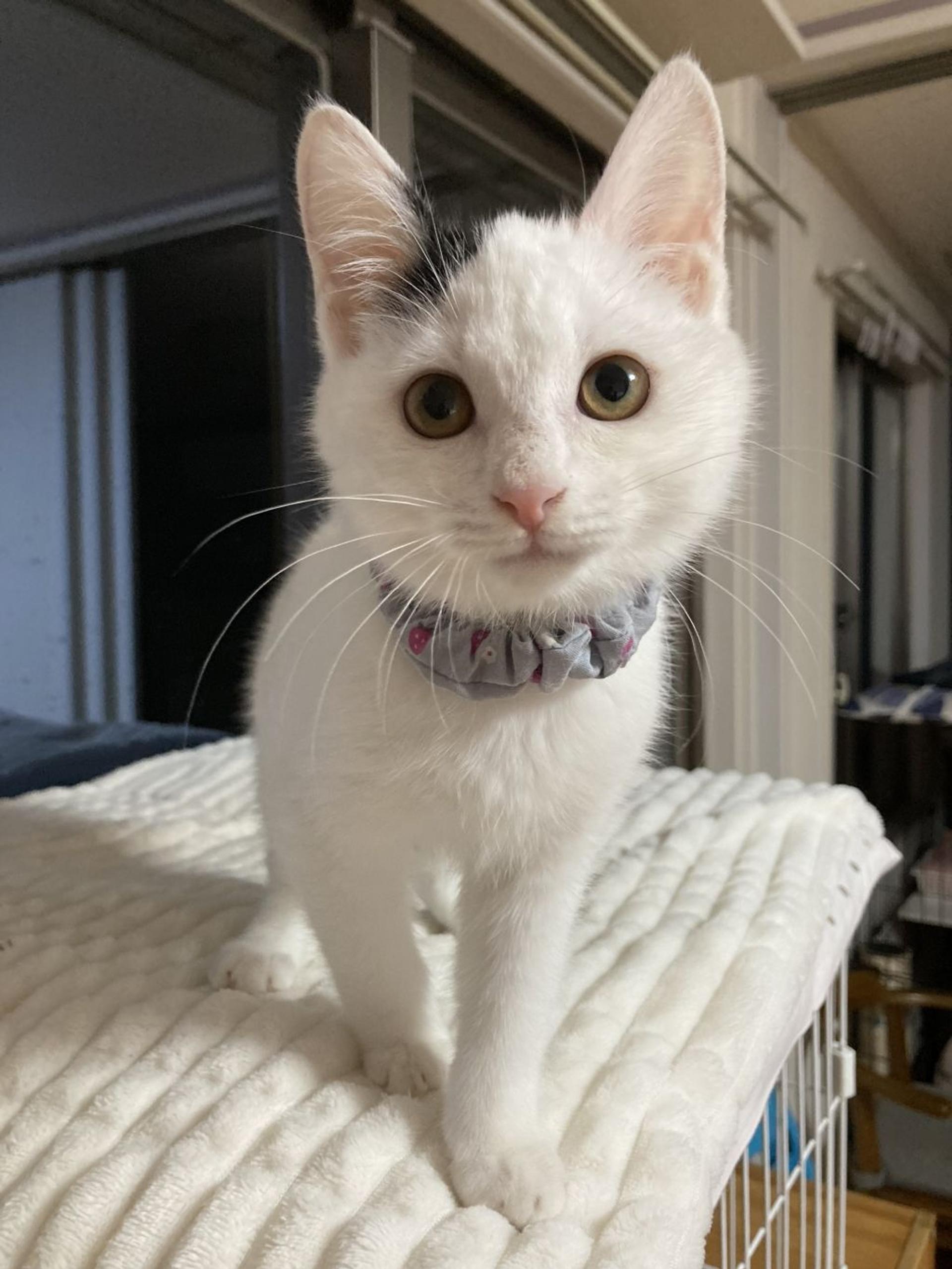 pet-image-5
