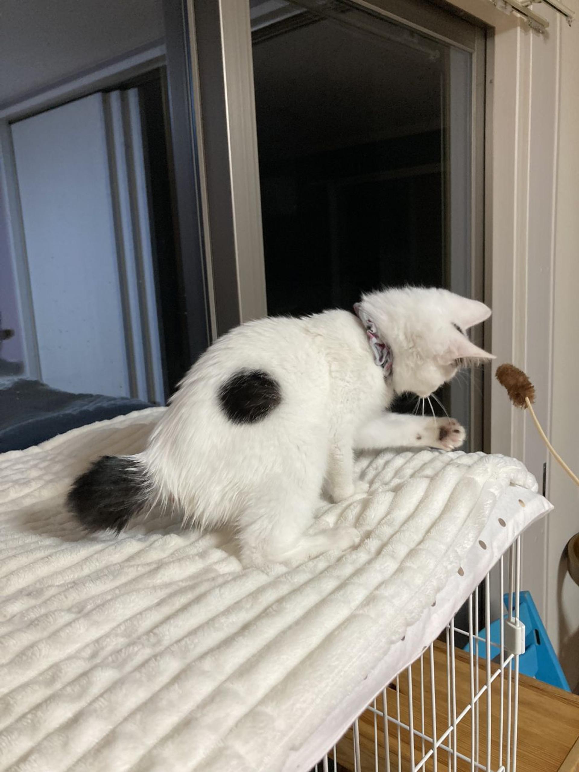 pet-image-7