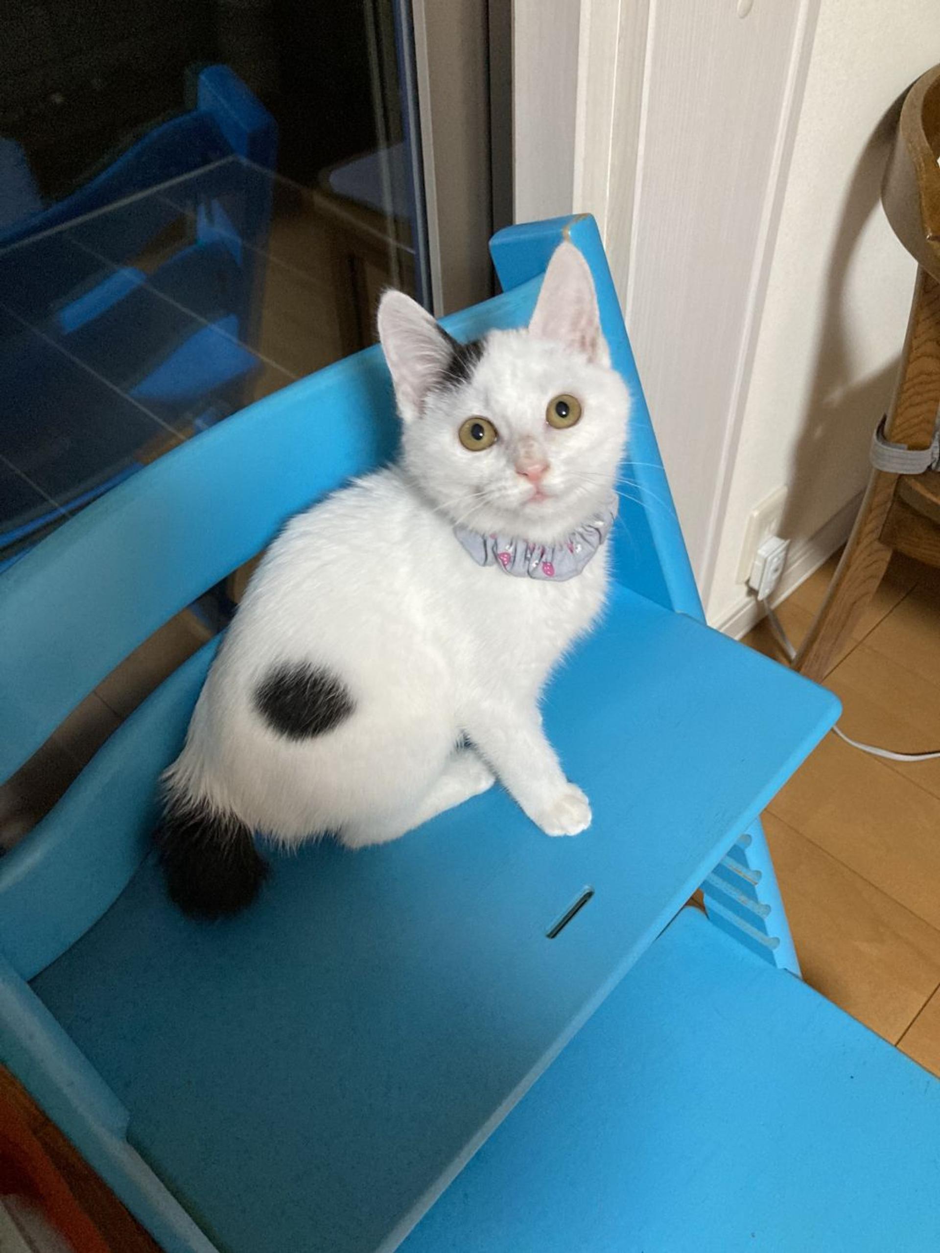 pet-image-9