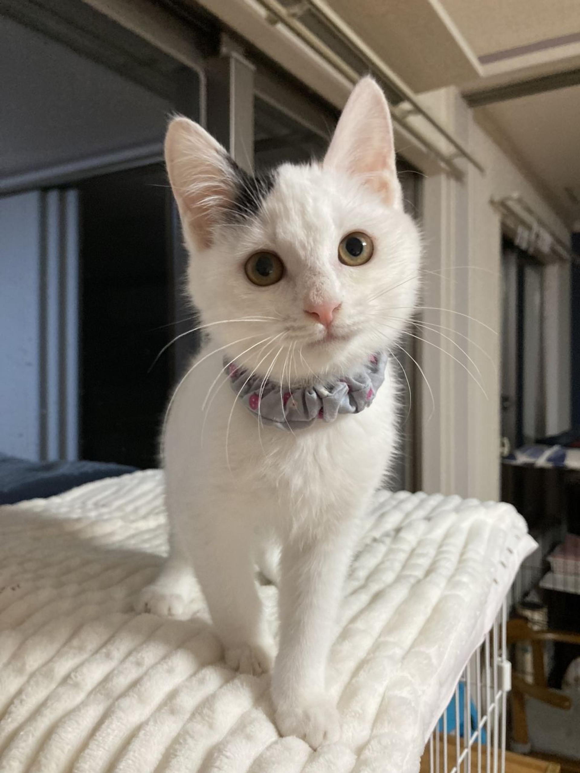 pet-image-10