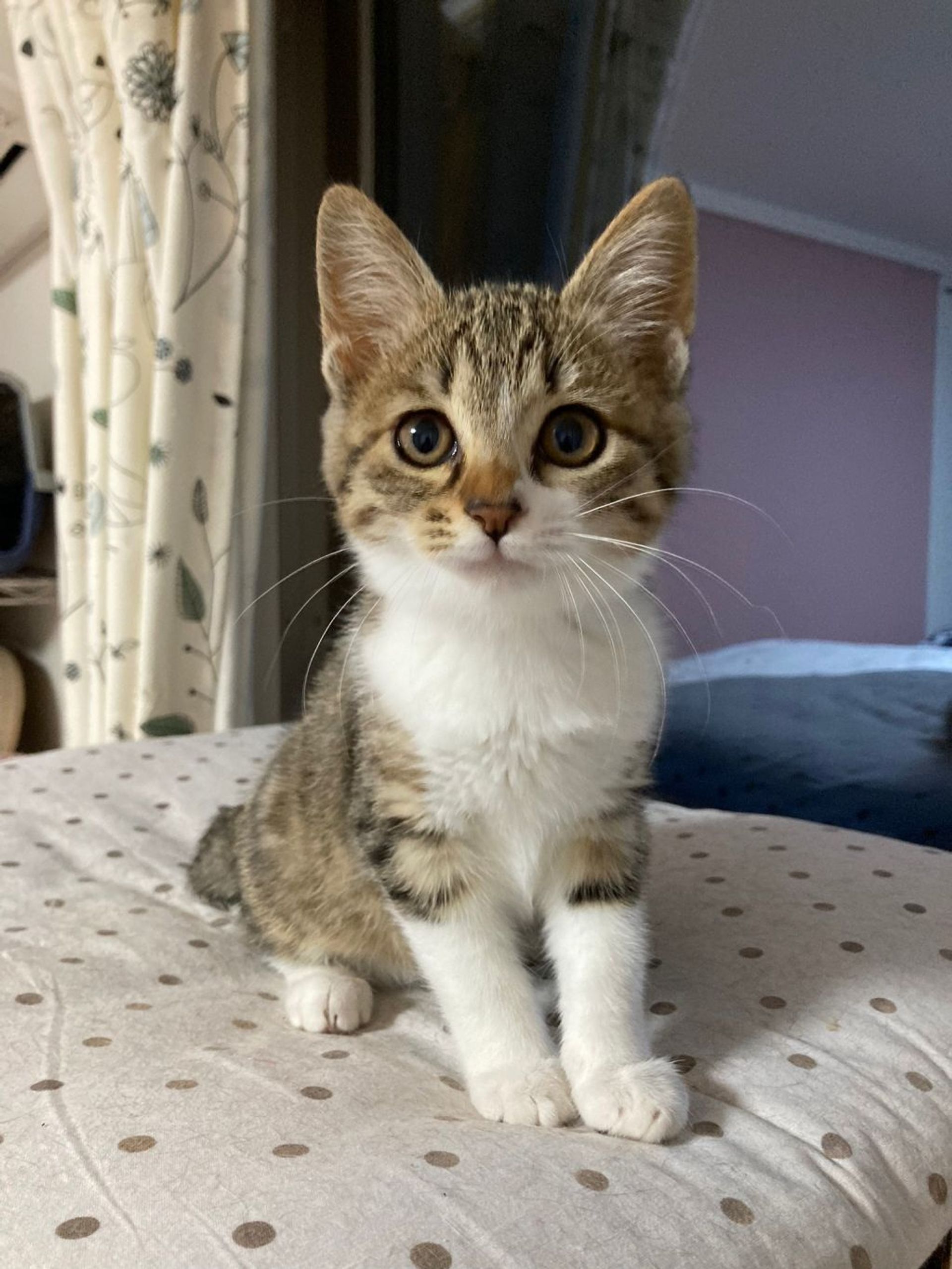 雑種（ミックス猫）・メスの里親募集の写真