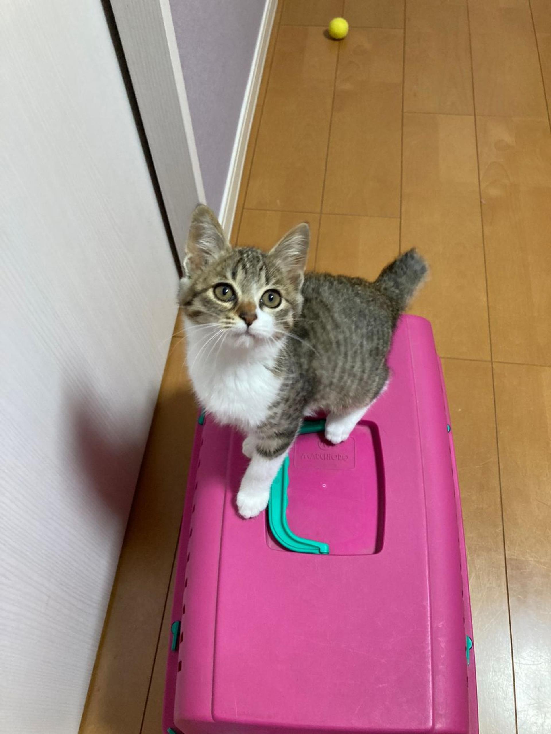 pet-image-5