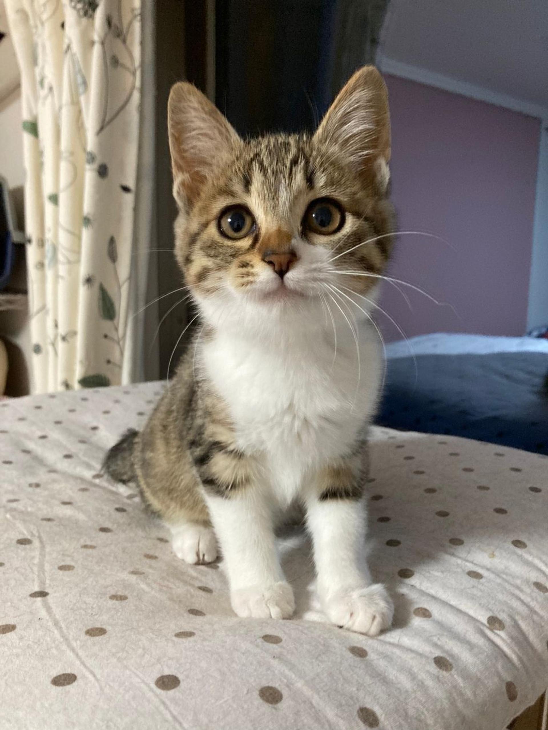 pet-image-6
