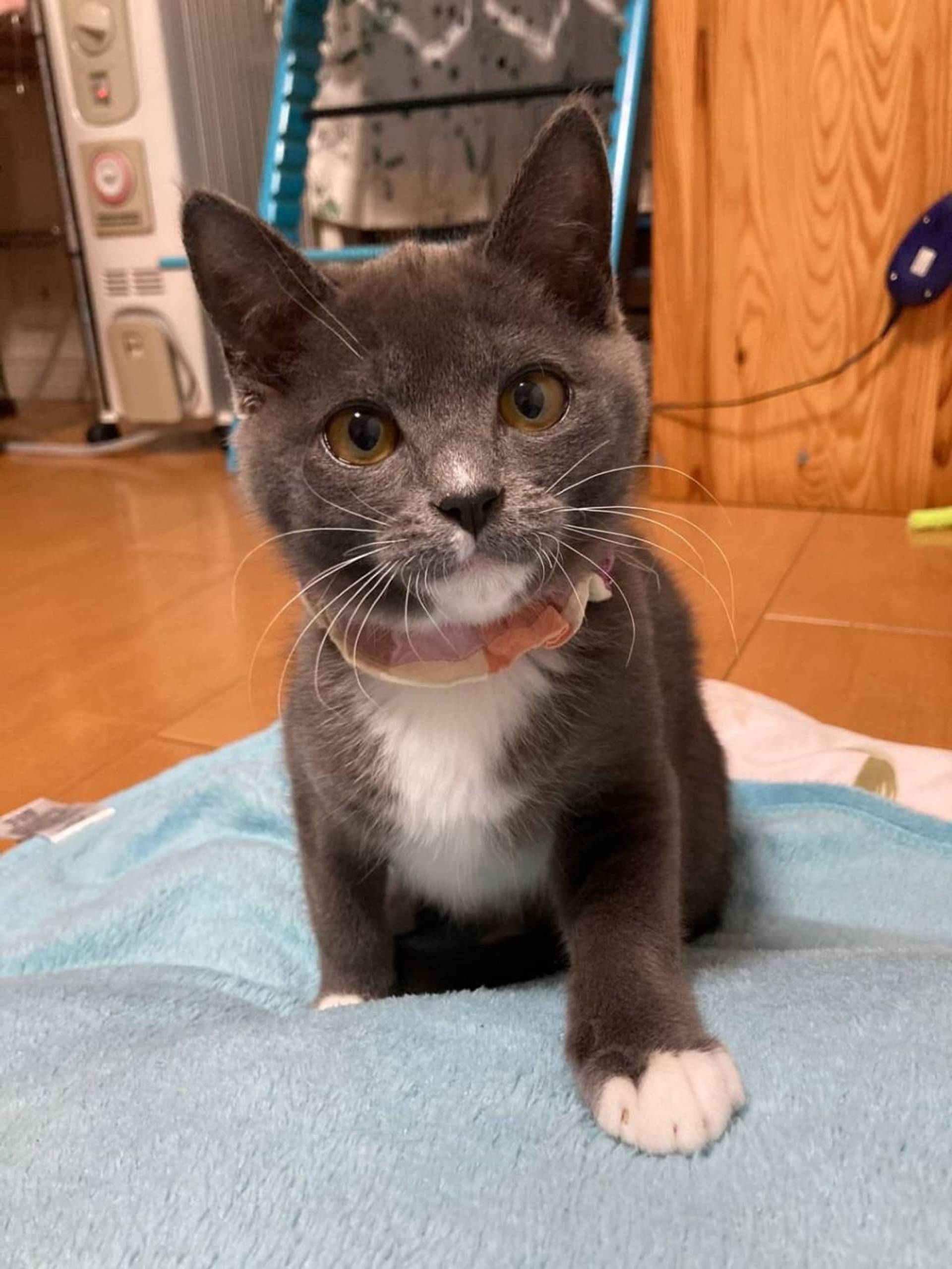 雑種（ミックス猫）・オスの里親募集の写真