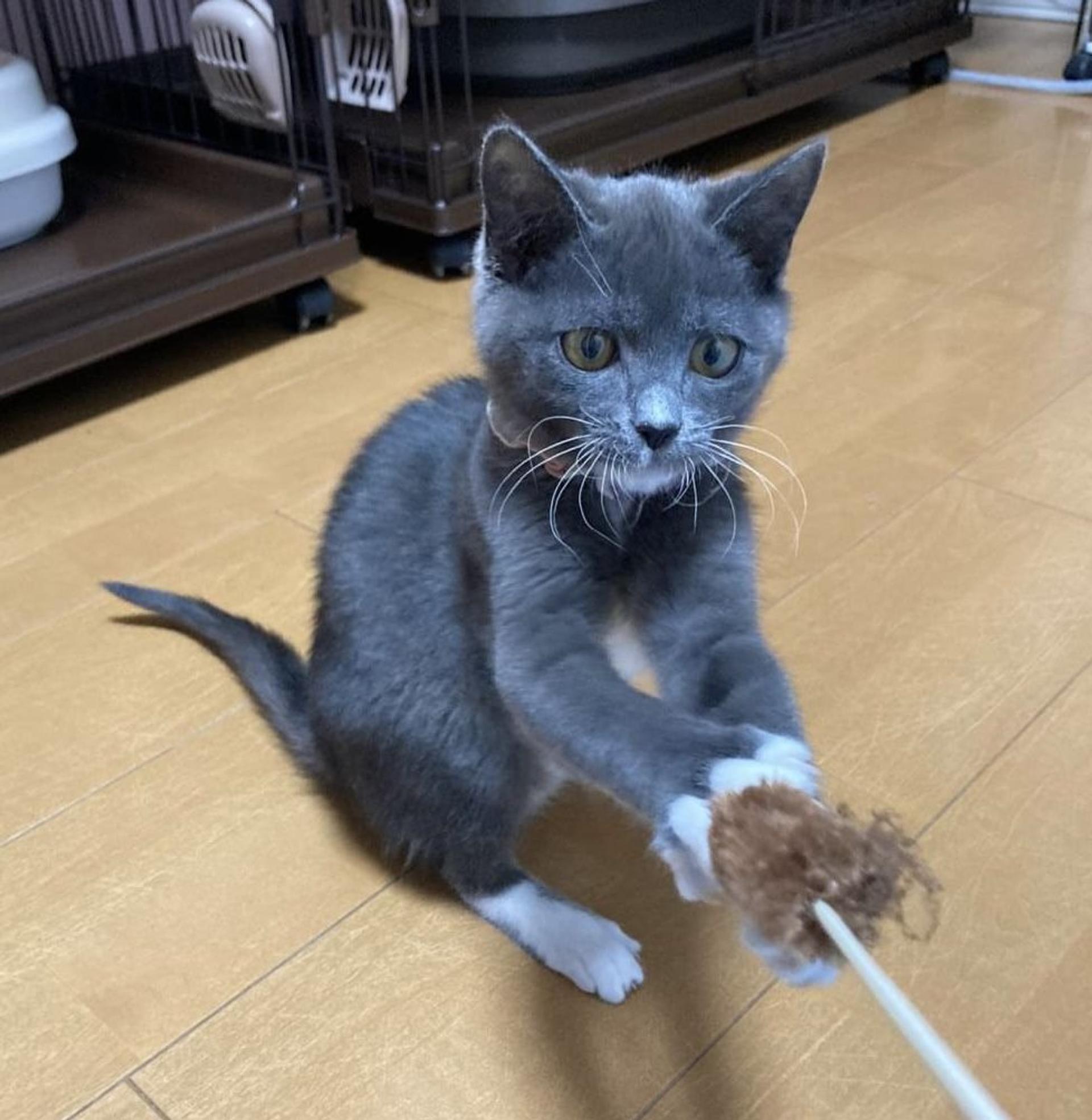 pet-image-3