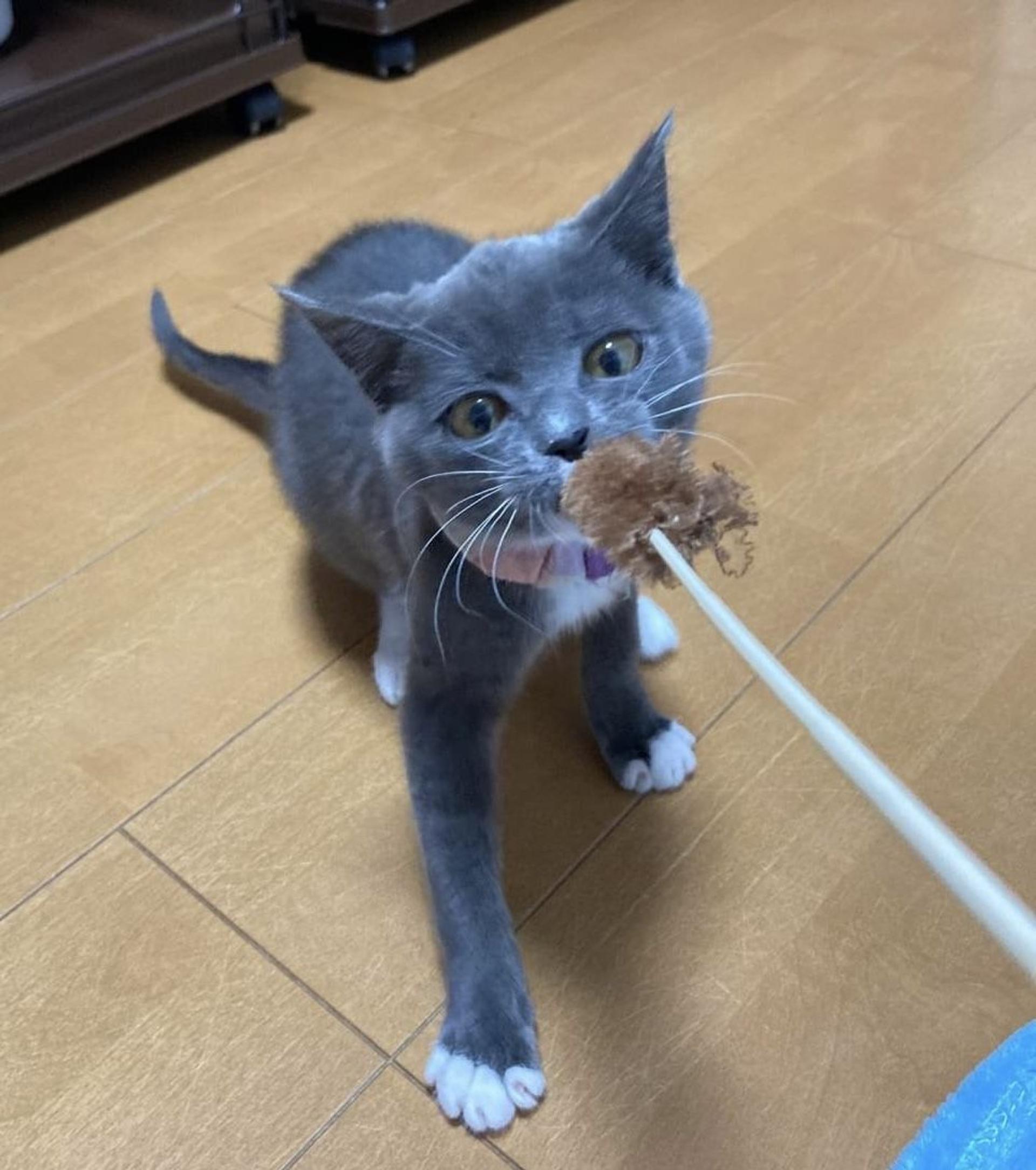 pet-image-4