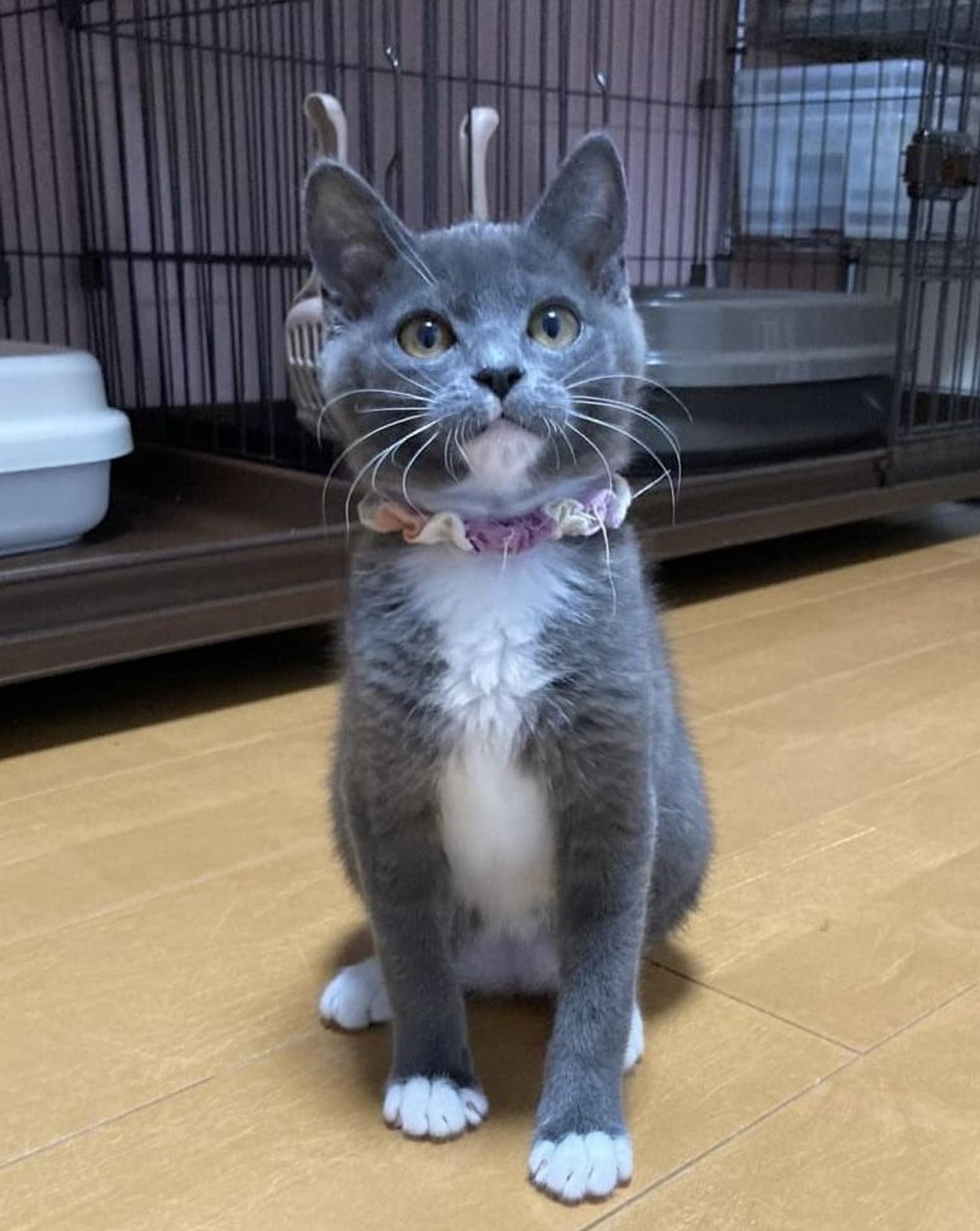 pet-image-5