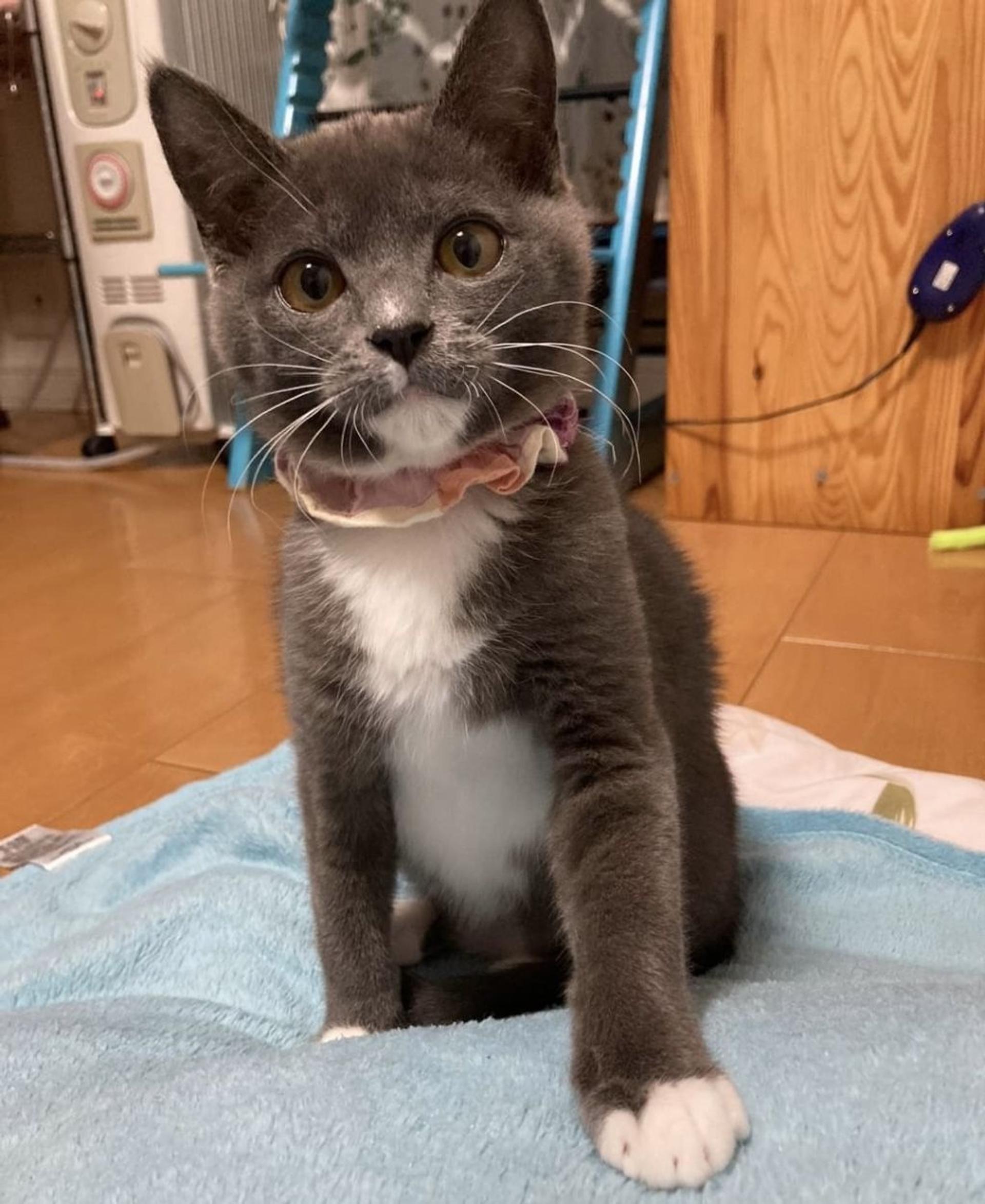 pet-image-9