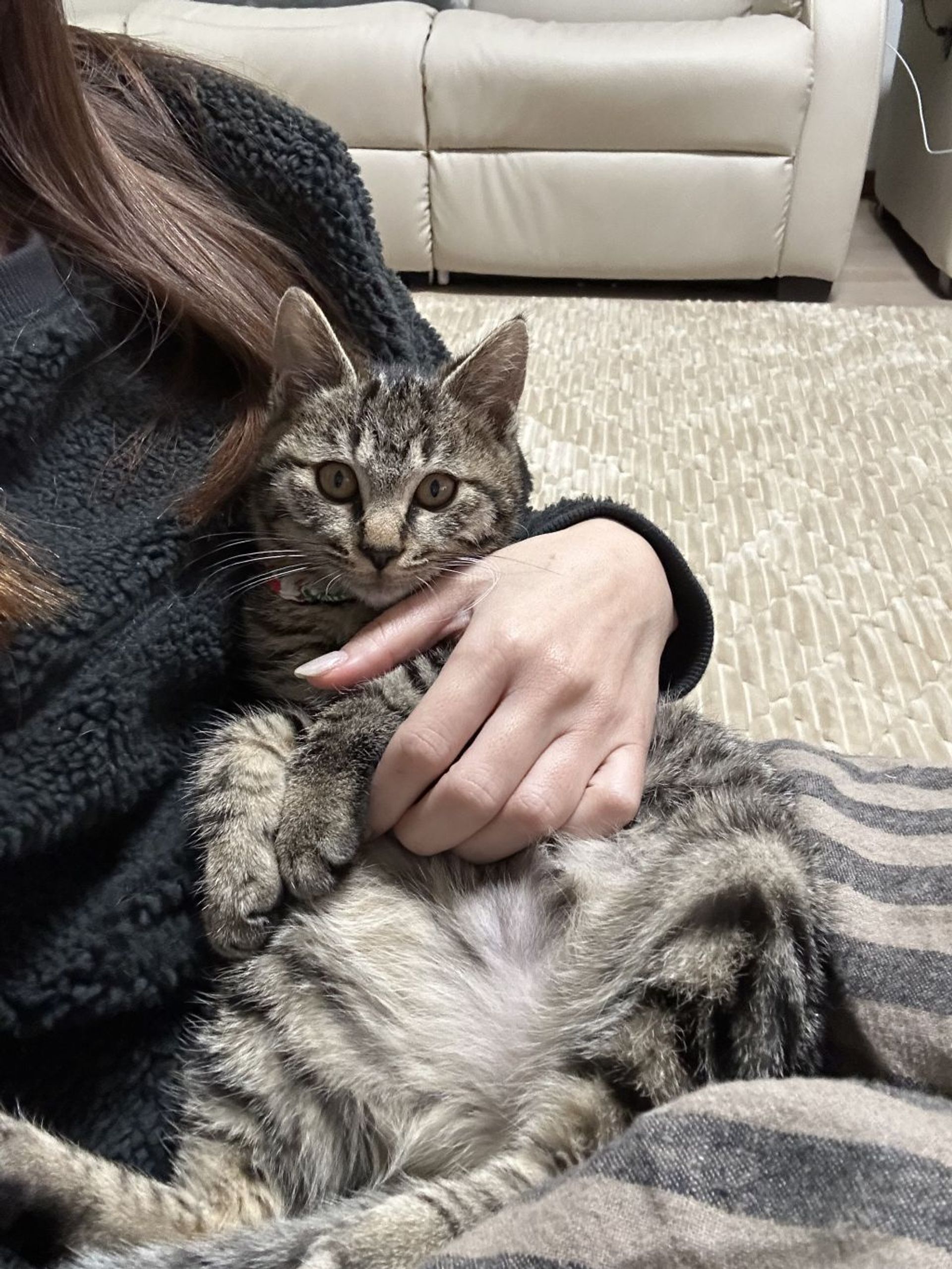 雑種（ミックス猫）・オスの里親募集の写真