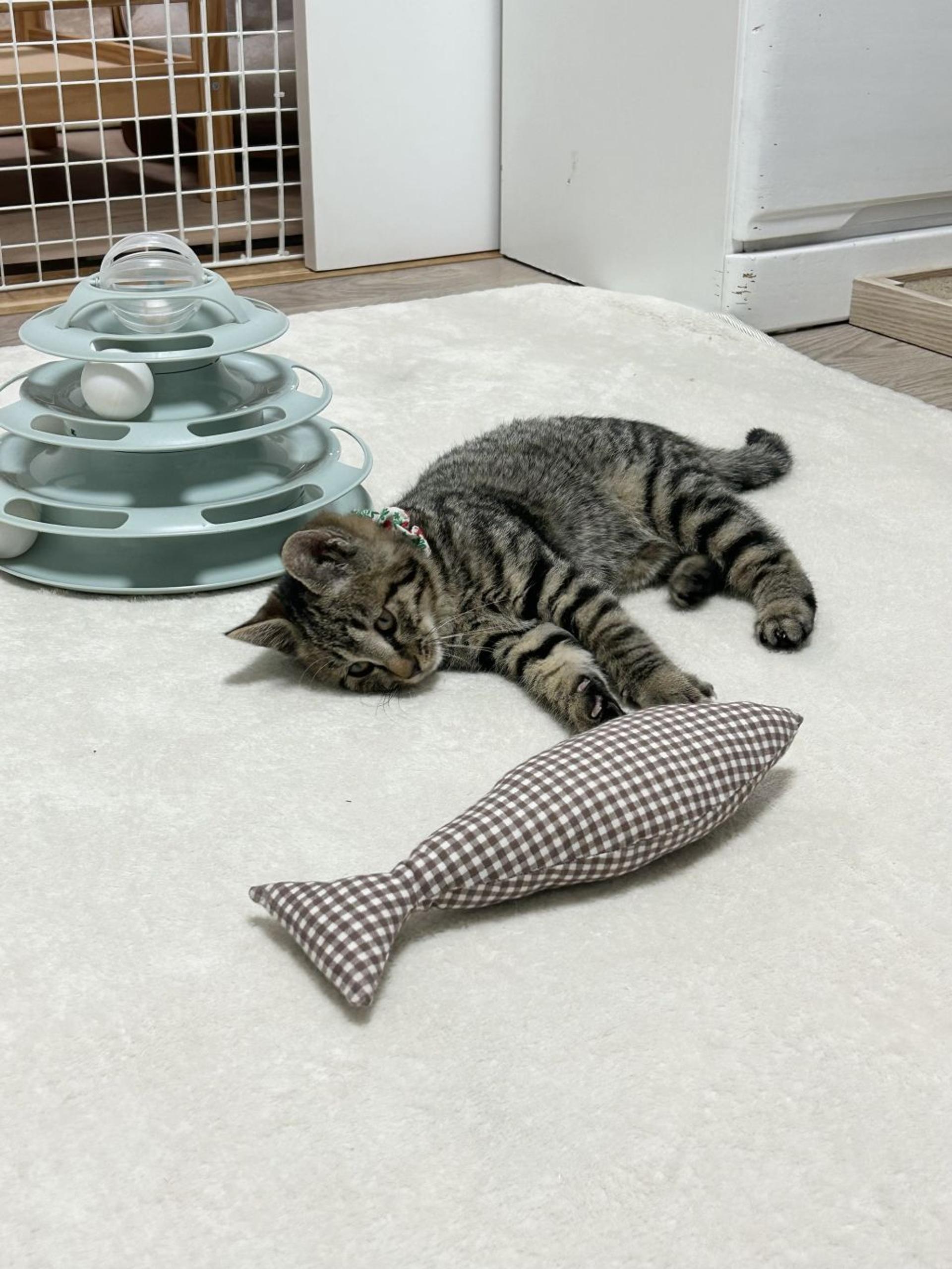 pet-image-4