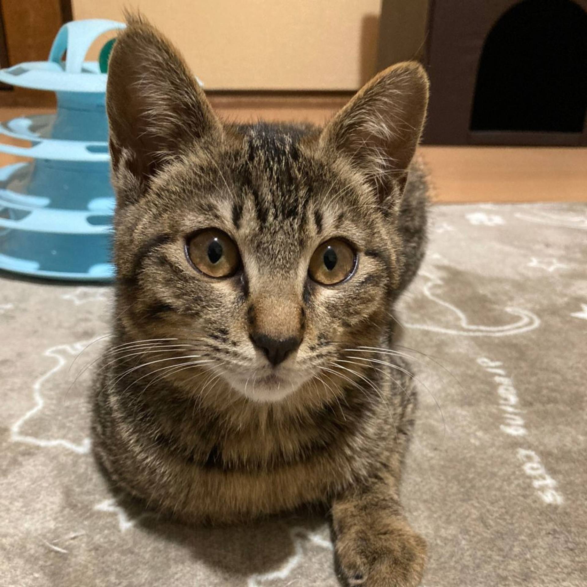 雑種（ミックス猫）・オスの里親募集の写真