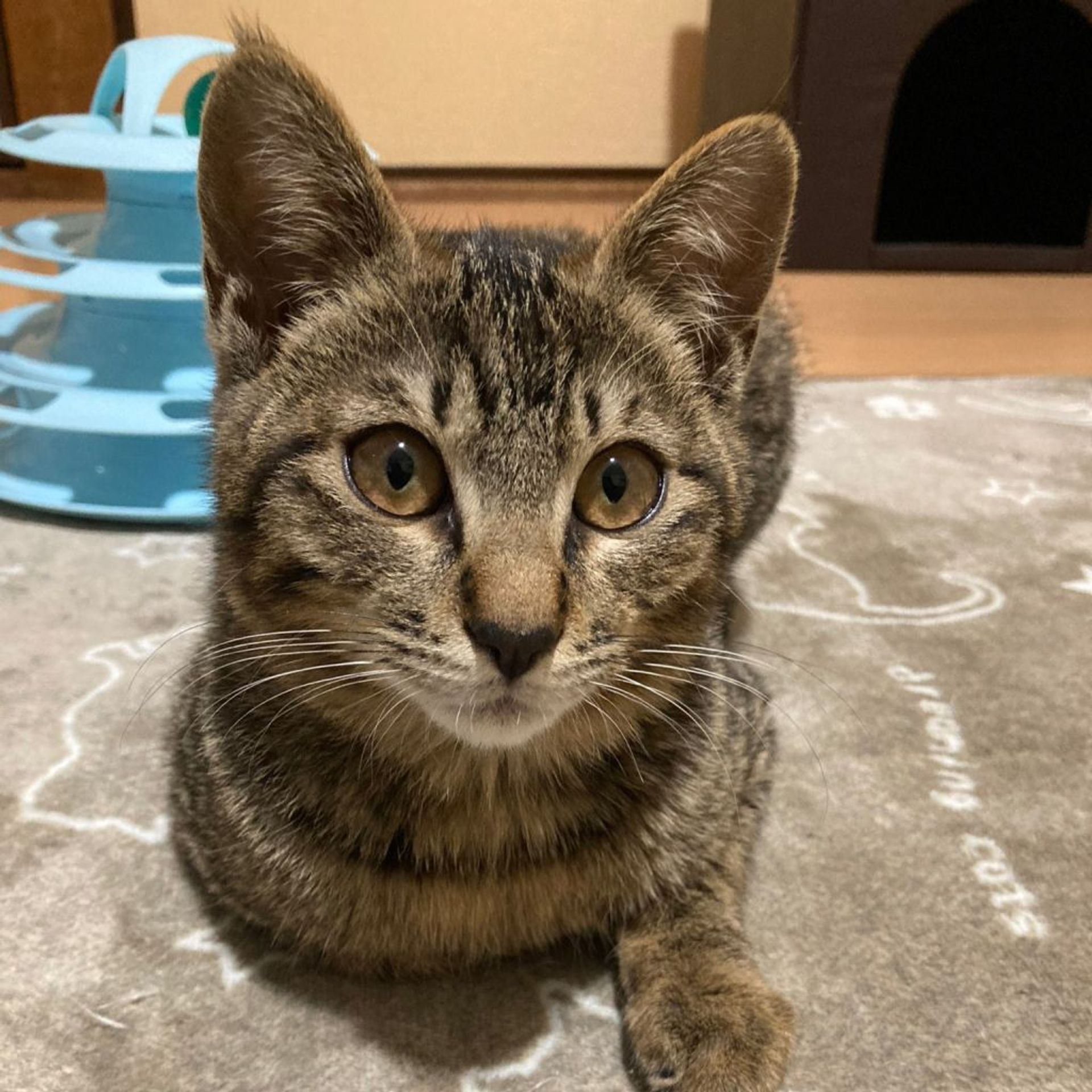 雑種（ミックス猫）・オスの里親募集の写真