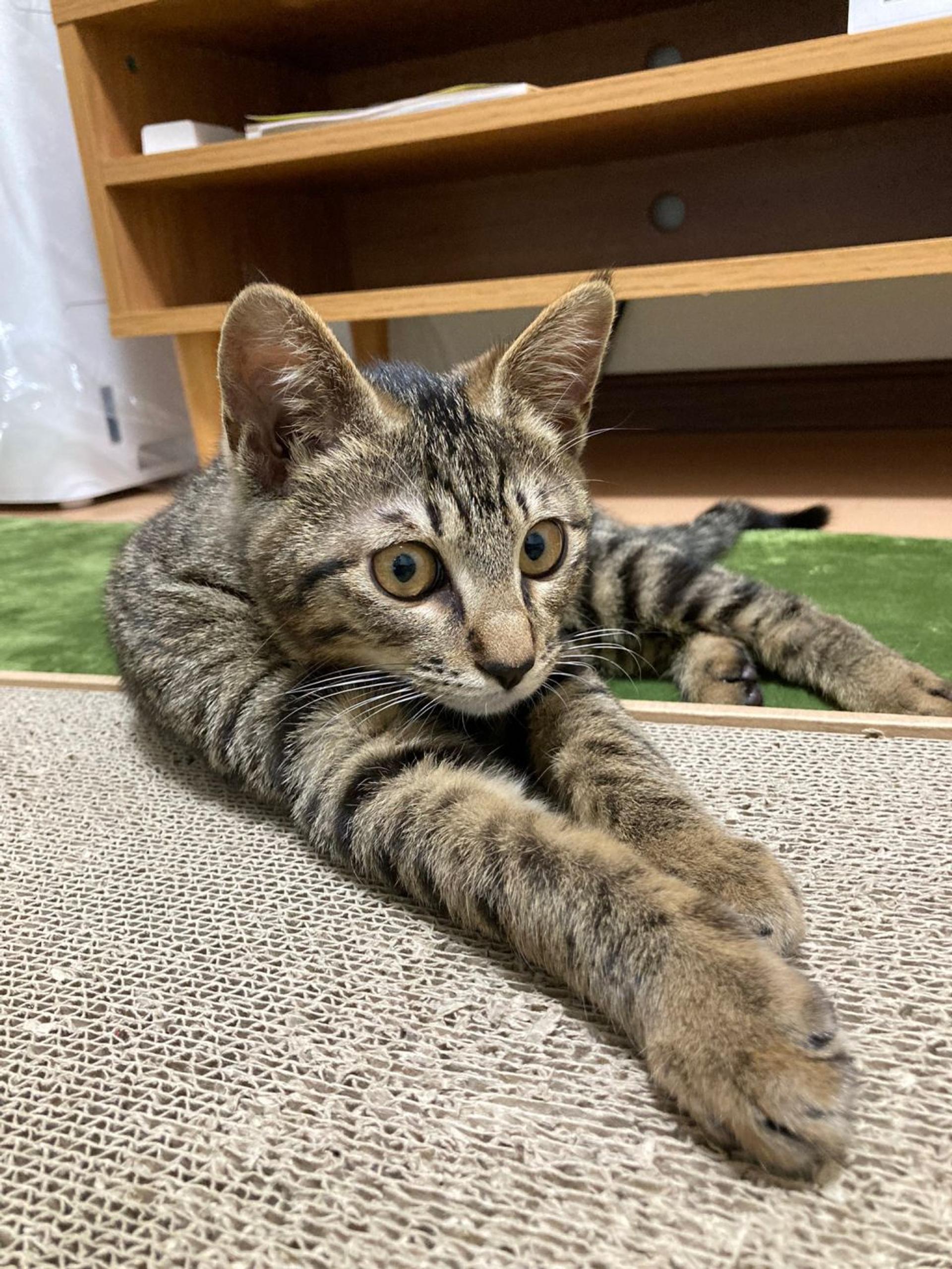 pet-image-4